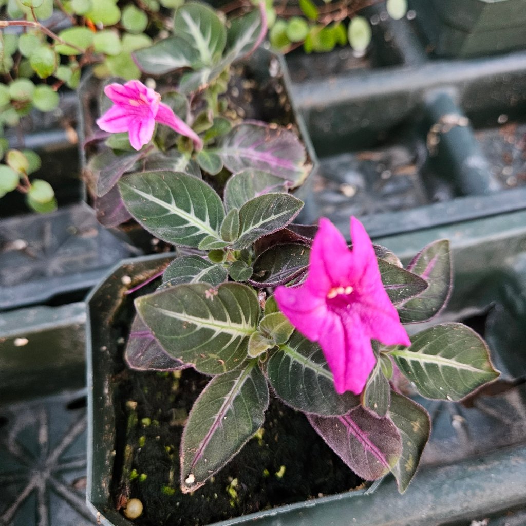 Trailing Velvet Plant - Image 3