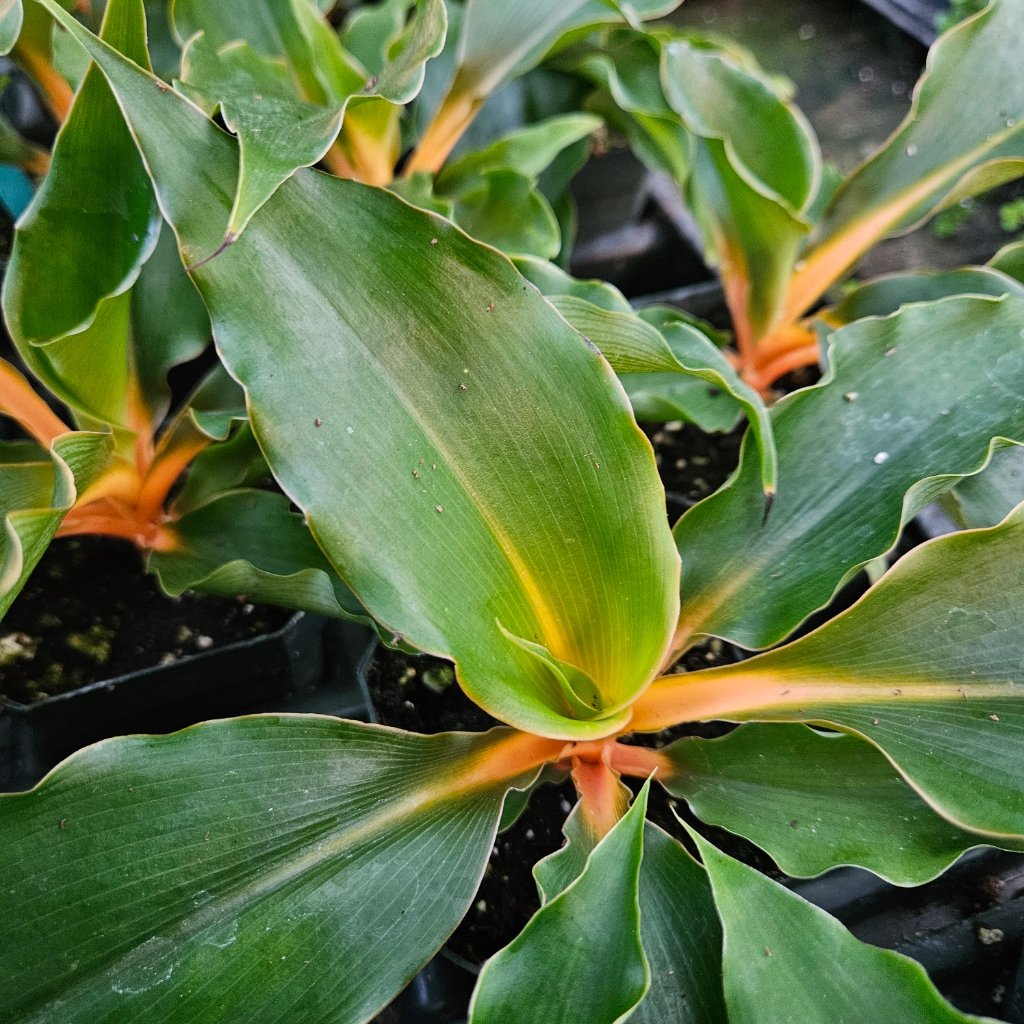 Princess Mabel Spider Plant - Image 3