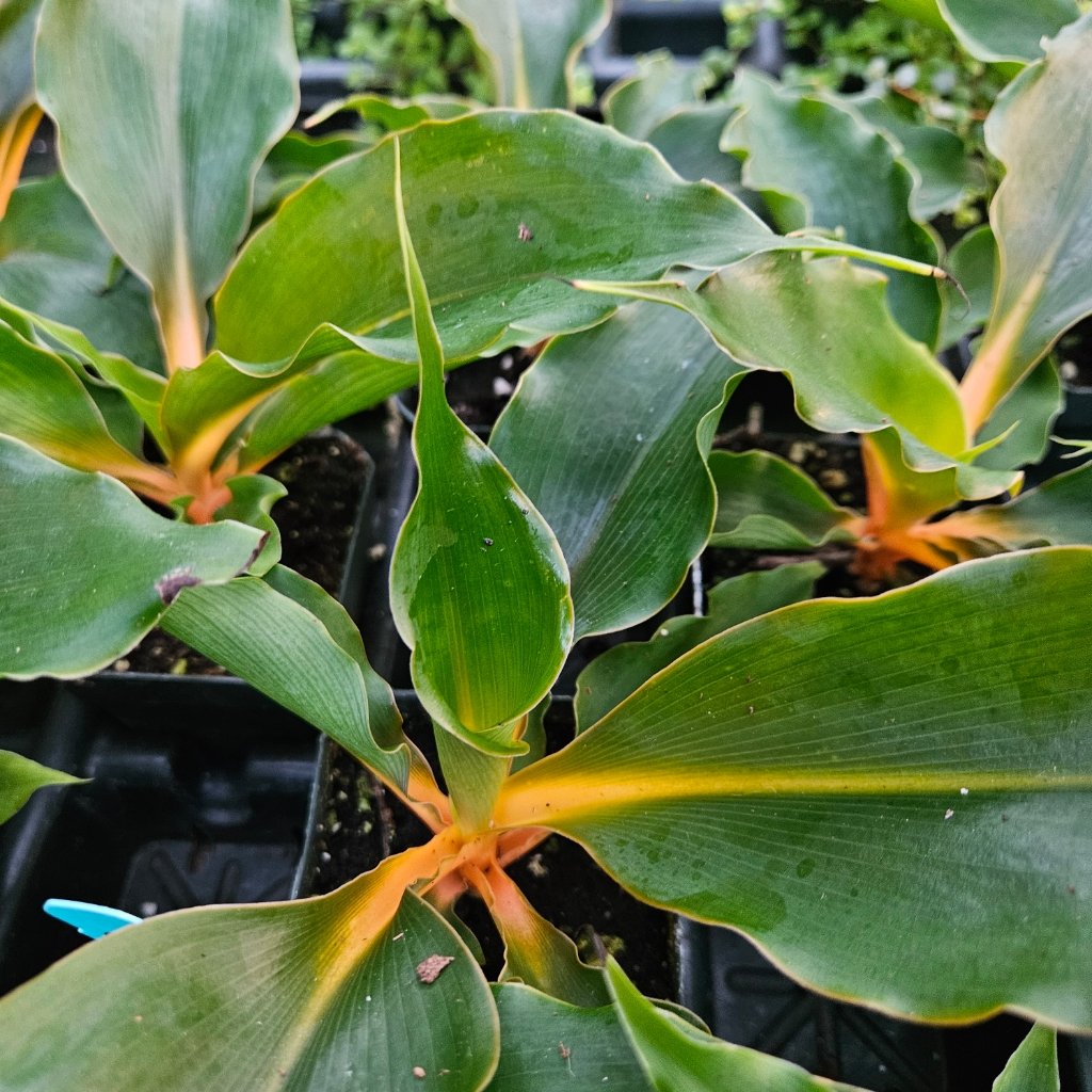 Princess Mabel Spider Plant - Image 2