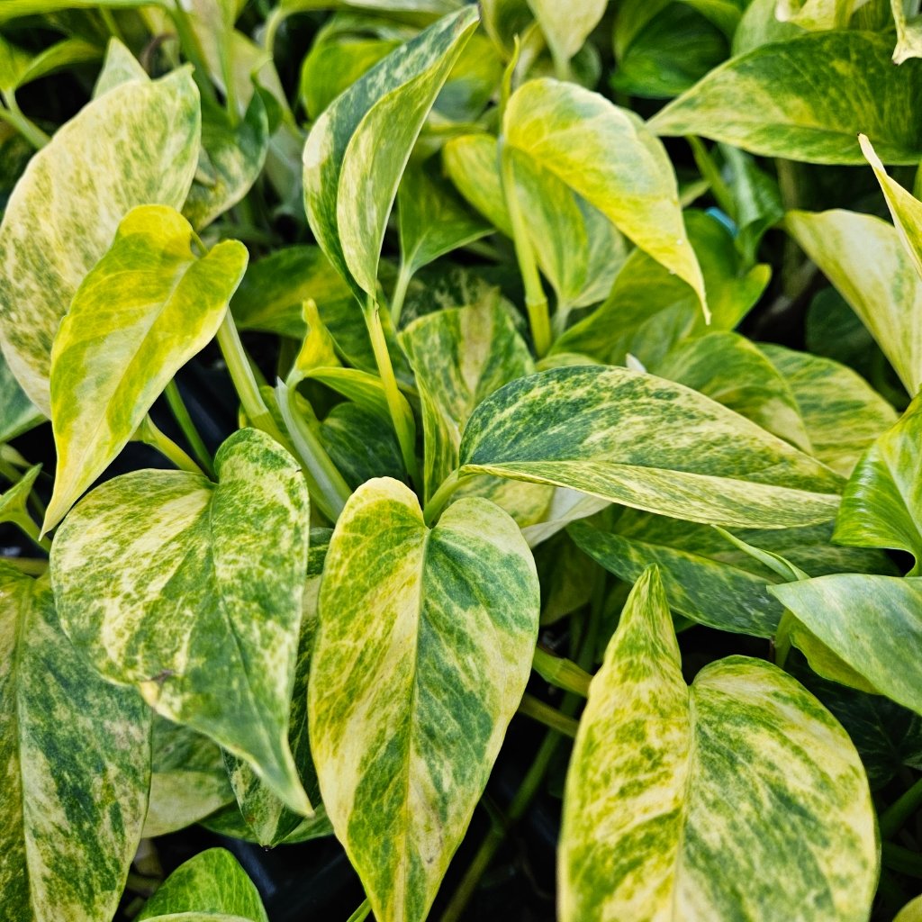 Neon Queen Pothos - Image 2