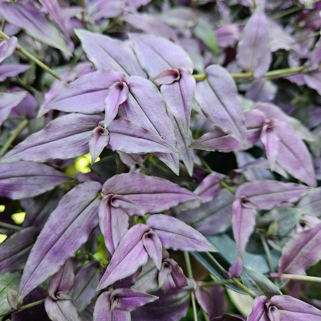 Purple Bridal Veil - Image 3