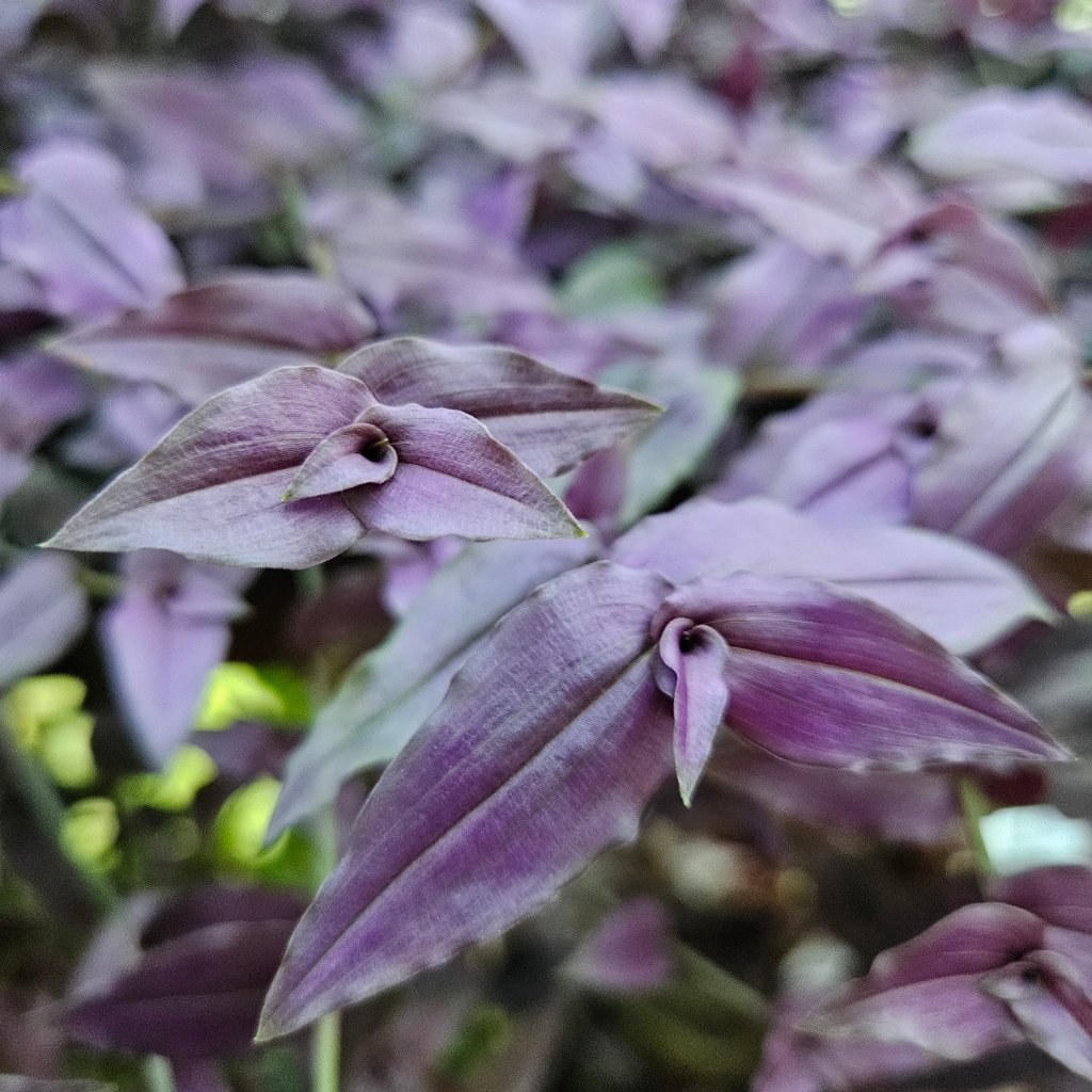 Purple Bridal Veil - Image 2