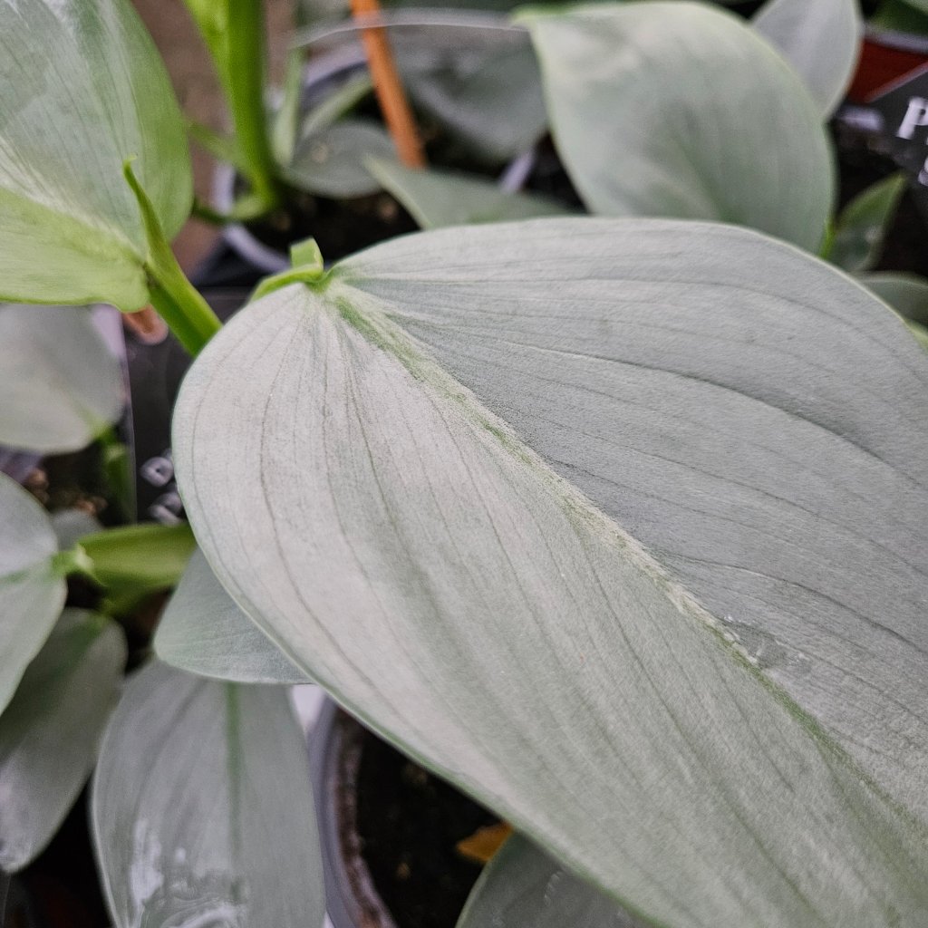 Silver Sword Philodendron - Image 2