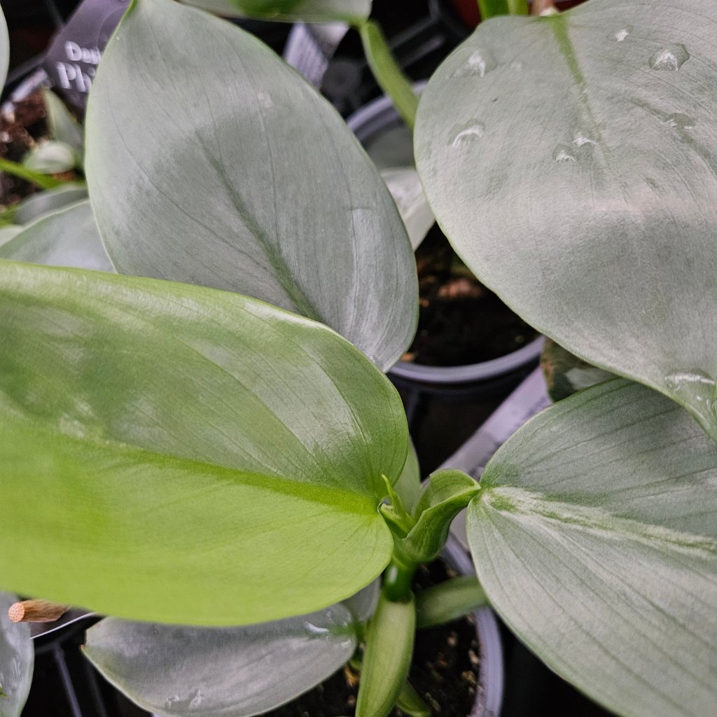 Silver Sword Philodendron - Image 3