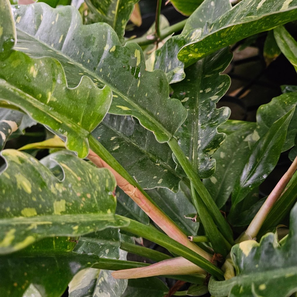 Ring of Fire Philodendron - Image 2