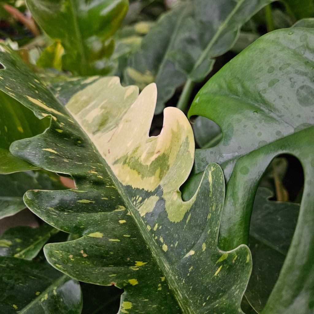 Ring of Fire Philodendron - Image 3