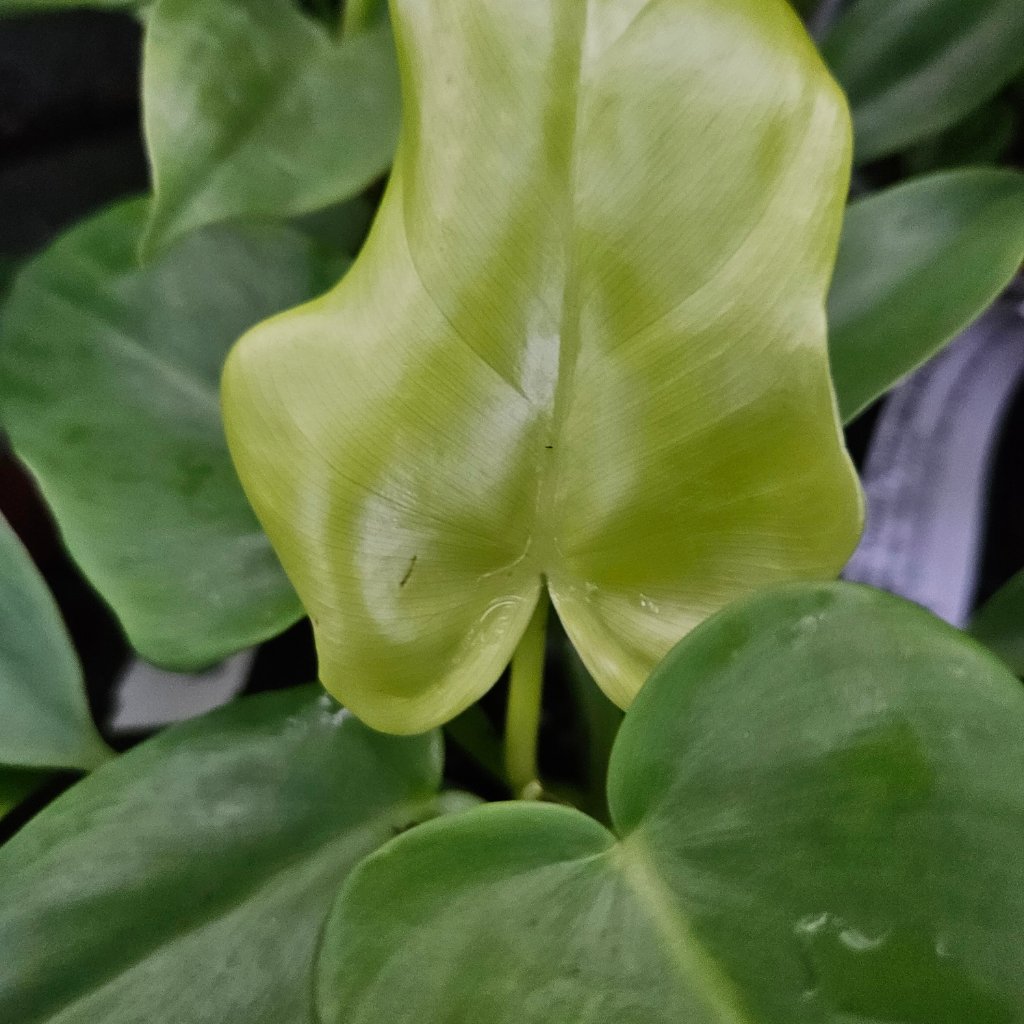 Golden Violin Philodendron - Image 2