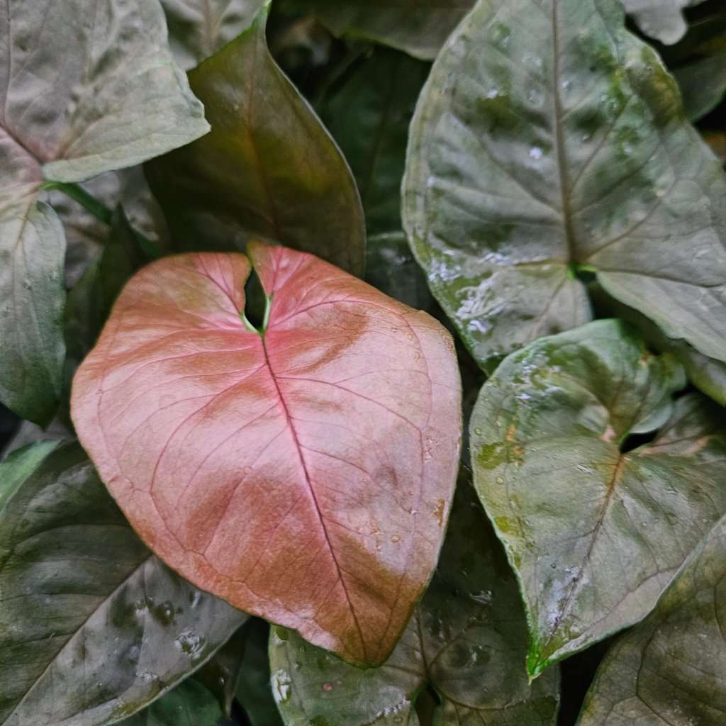 Candy Berry Syngonium - Image 2