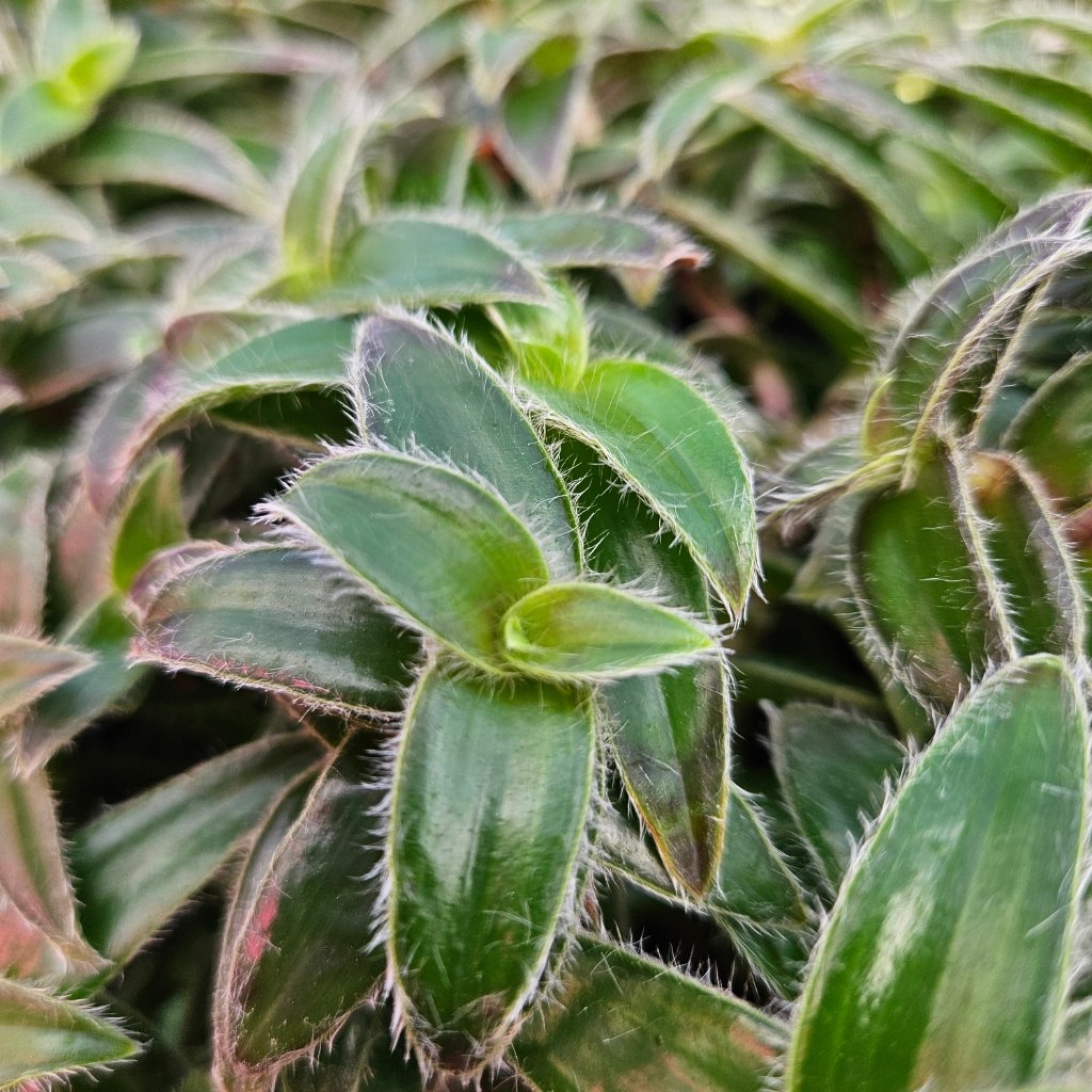 Kitten Ears Tradescantia - Image 3