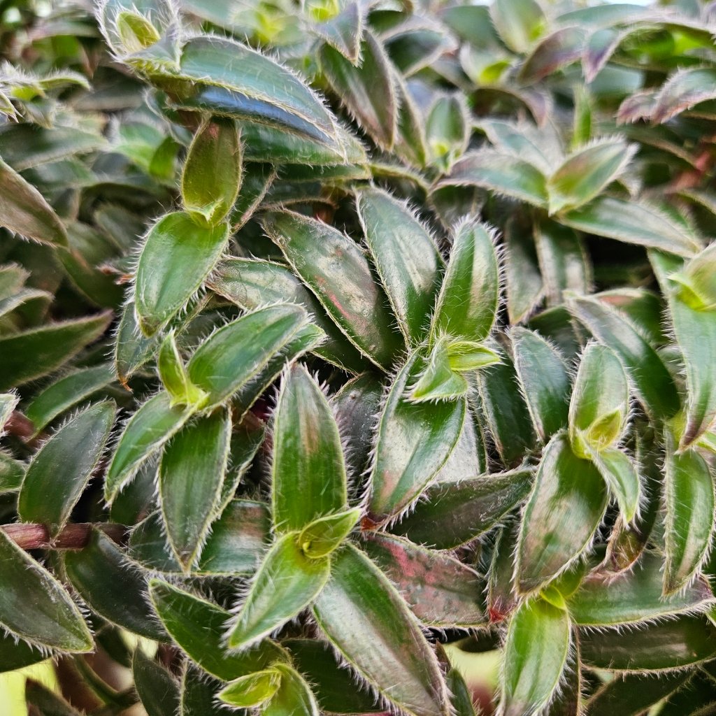 Kitten Ears Tradescantia - Image 2