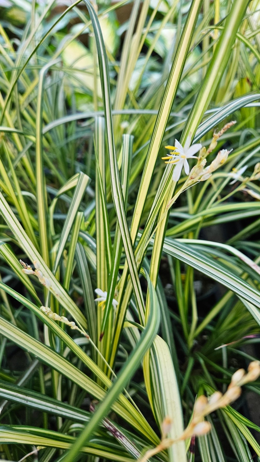 Starlight Spider Plant - Image 3