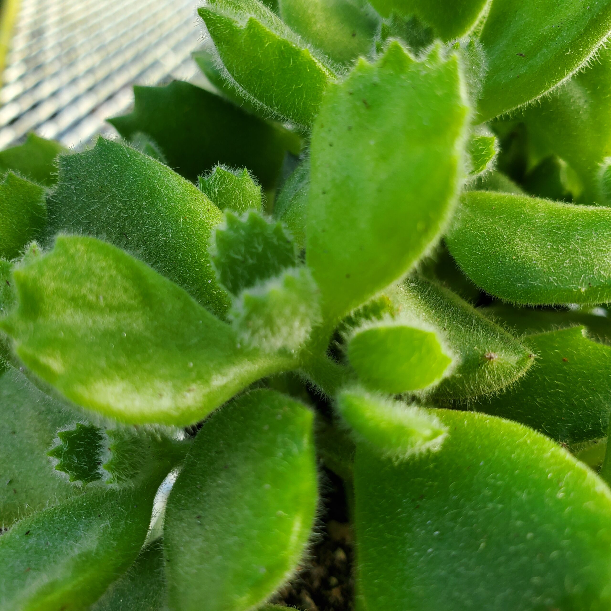 Bear's Paws - Image 3