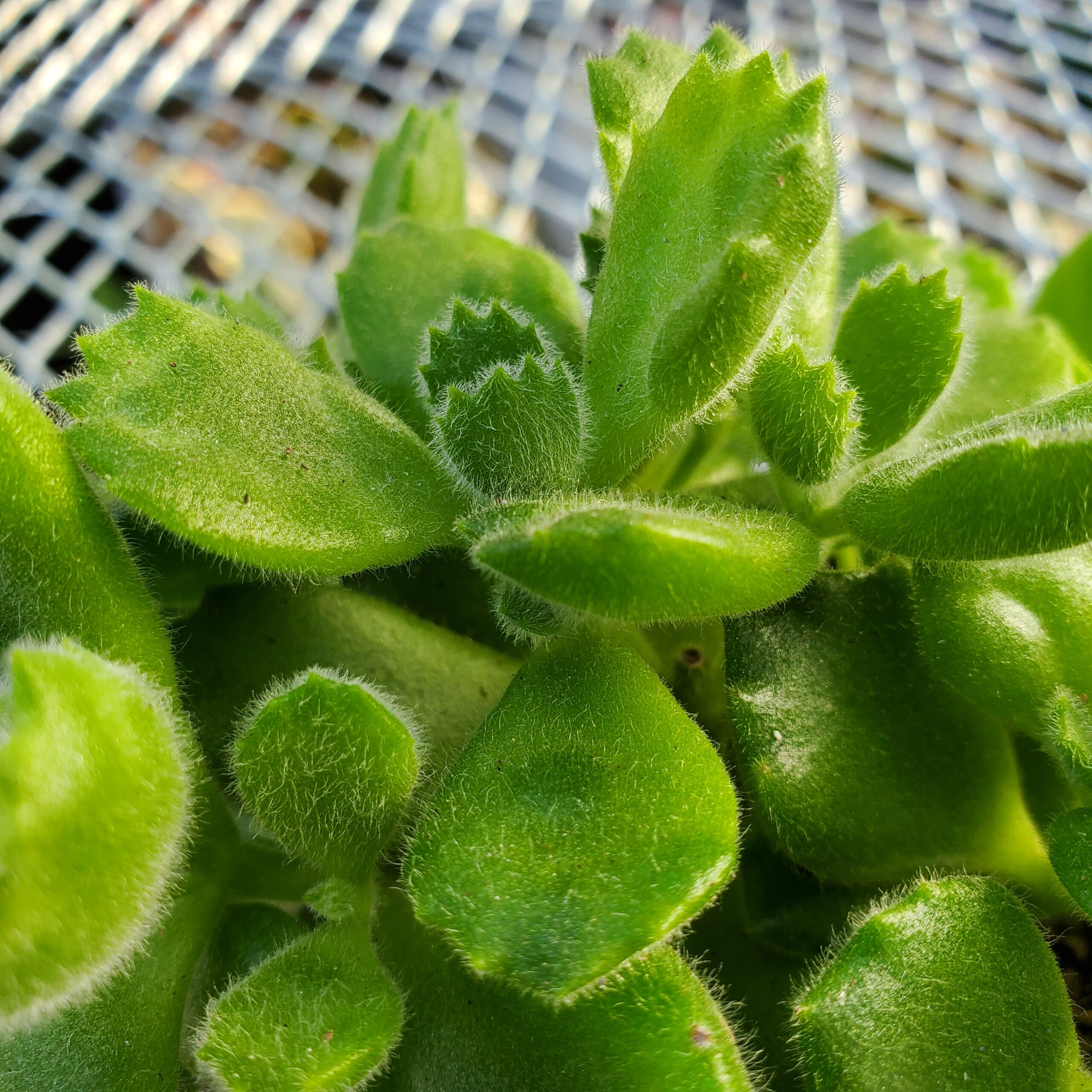 Bear's Paws - Image 2