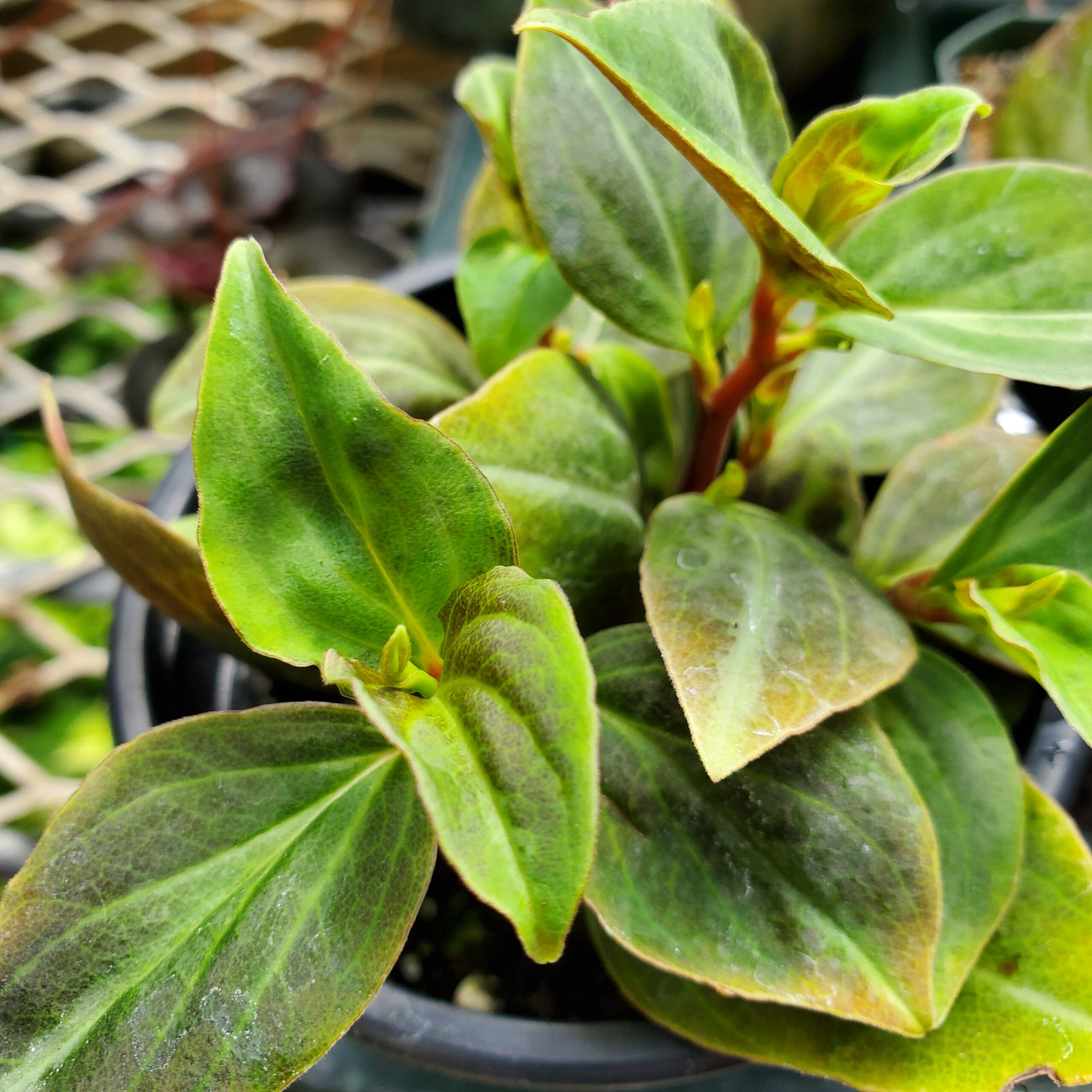 Velutina Peperomia - Image 3