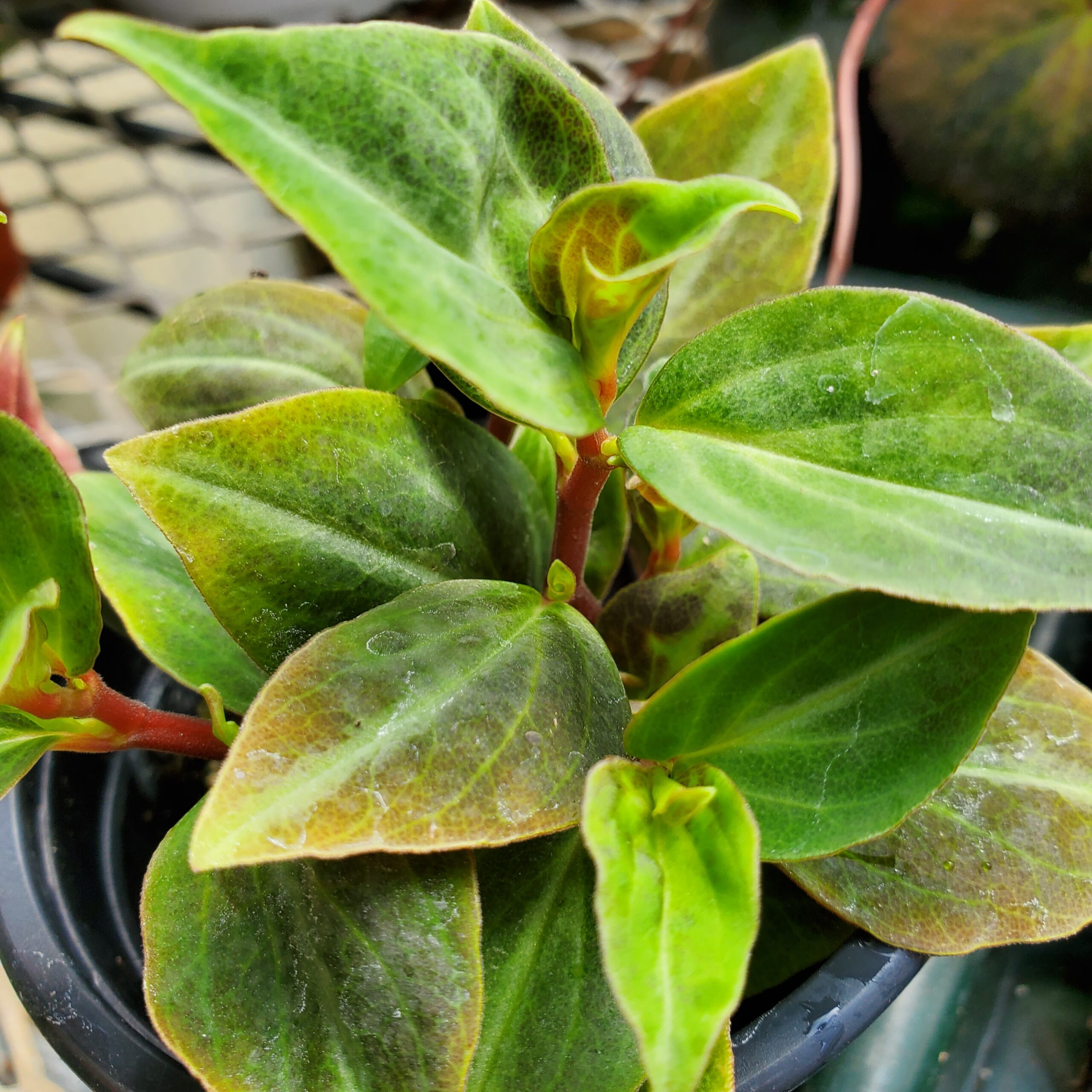 Velutina Peperomia - Image 2