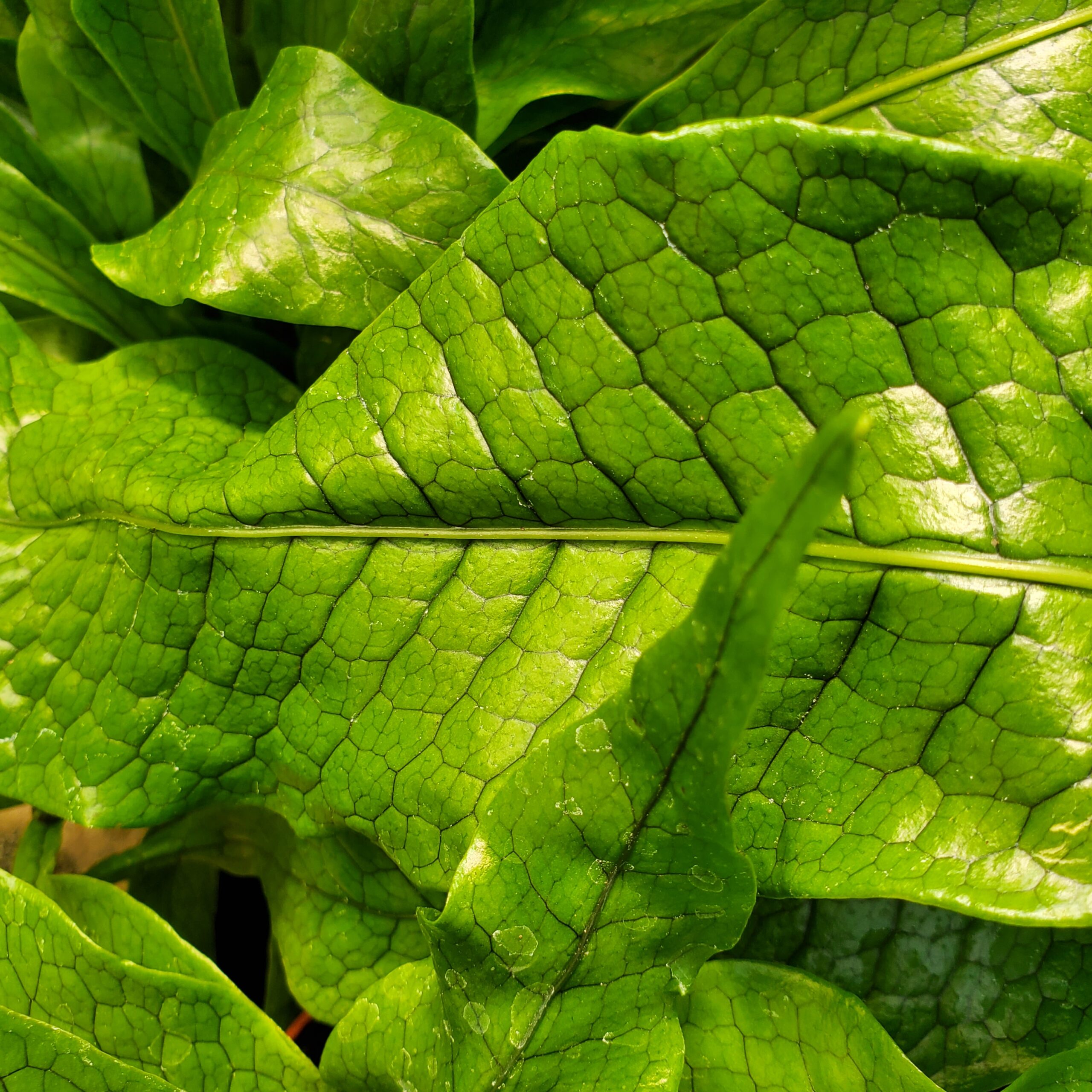 Crocodile Fern - Image 3