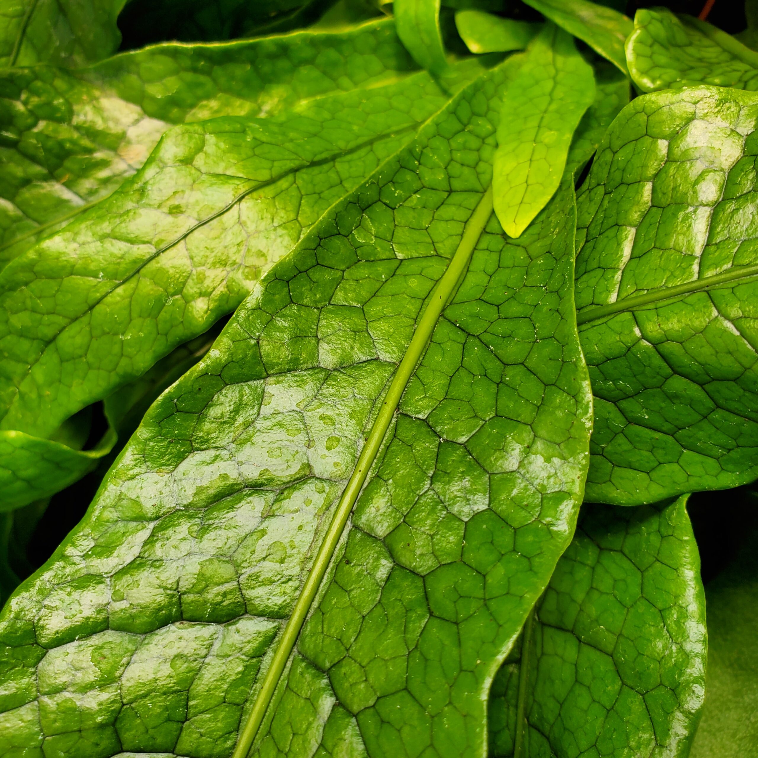 Crocodile Fern - Image 2