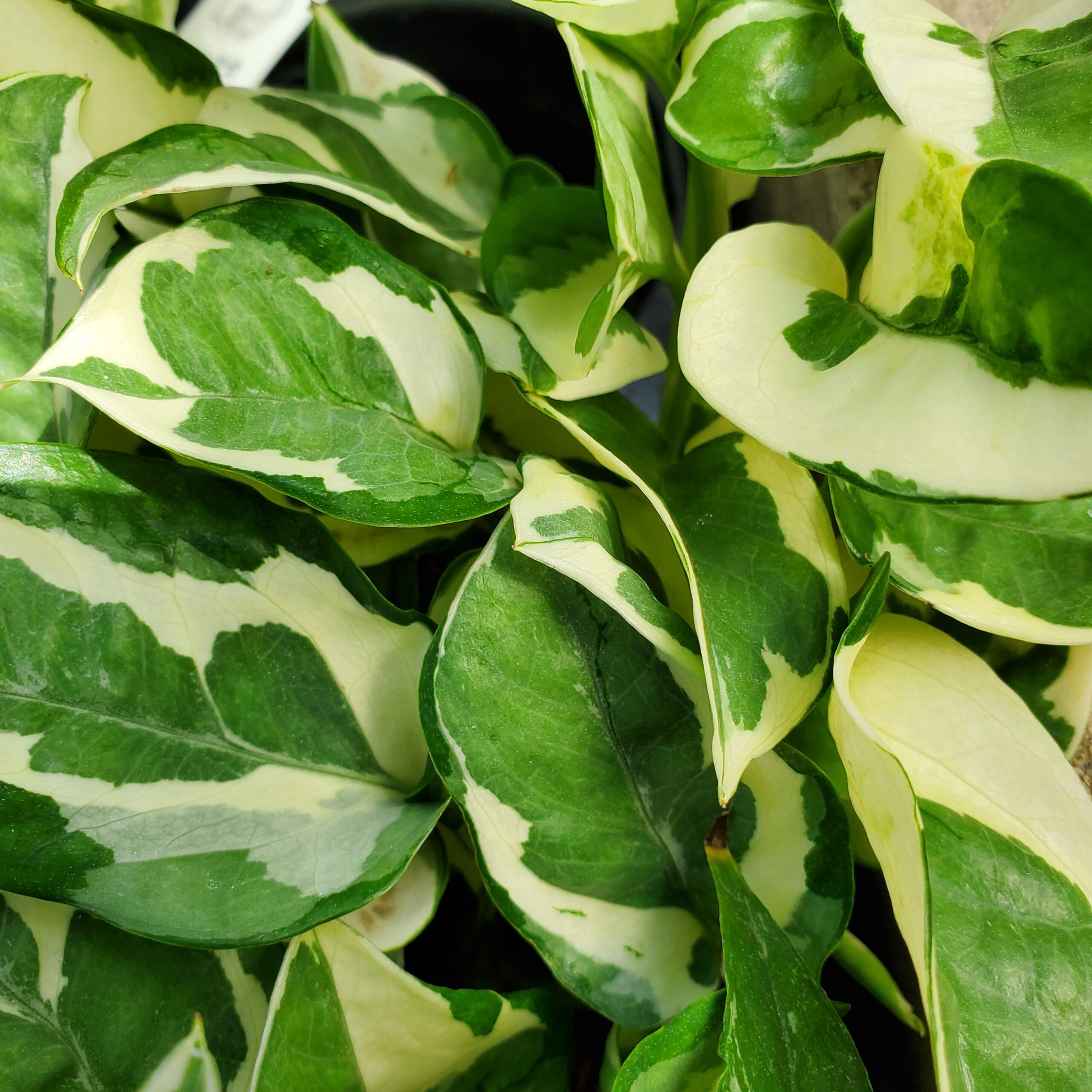 N'Joy Pothos - Image 2