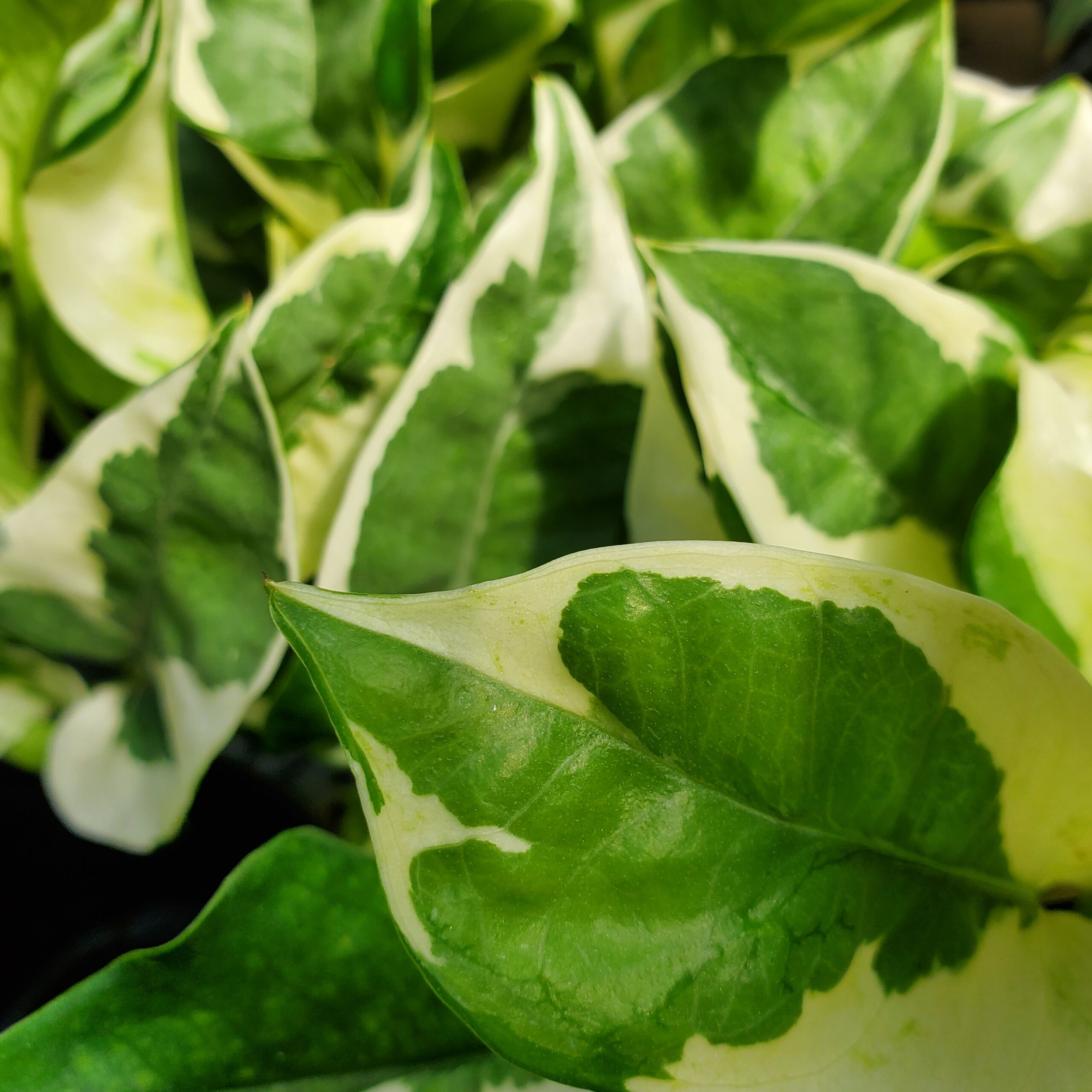 N'Joy Pothos - Image 3