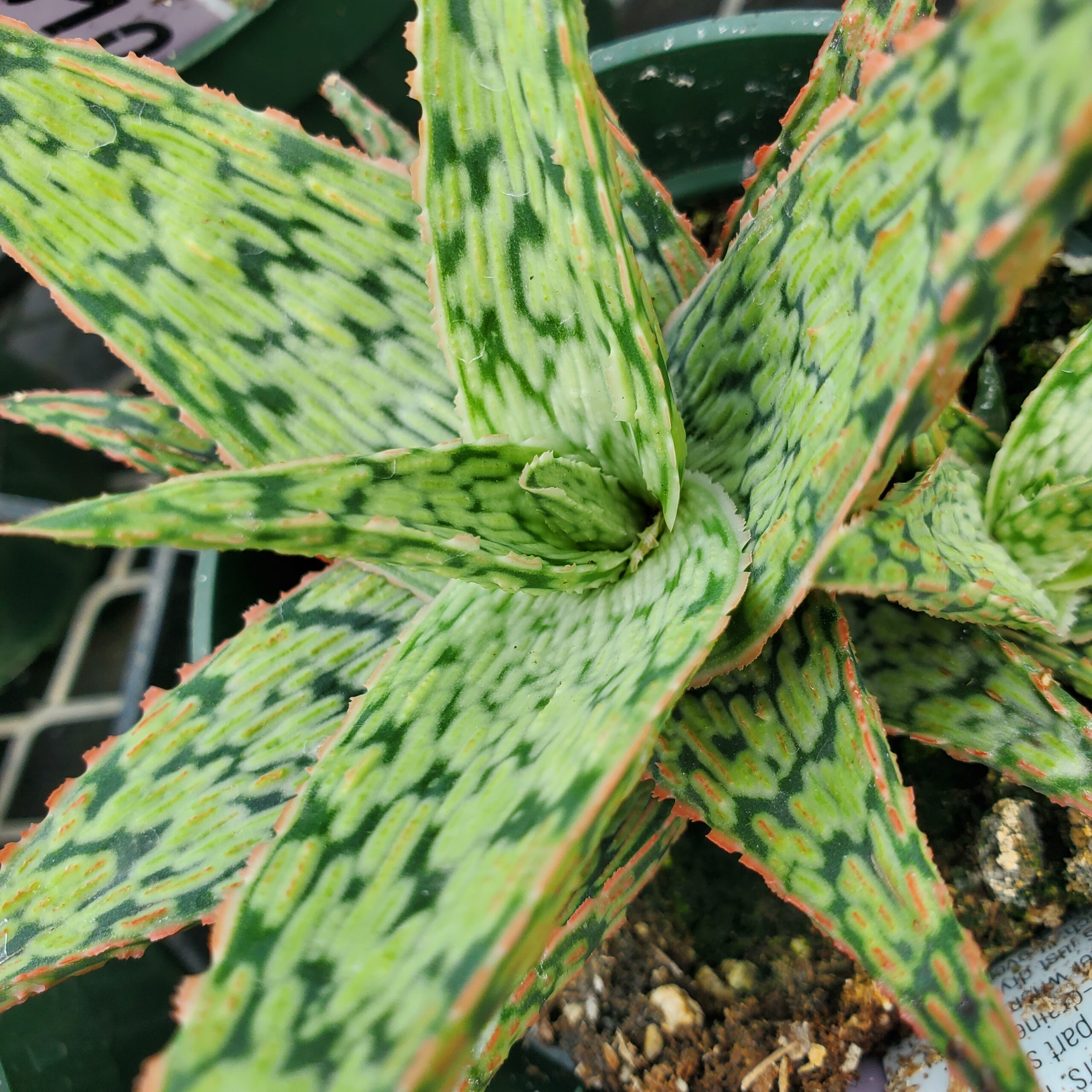 Pink Blush Aloe - Image 3