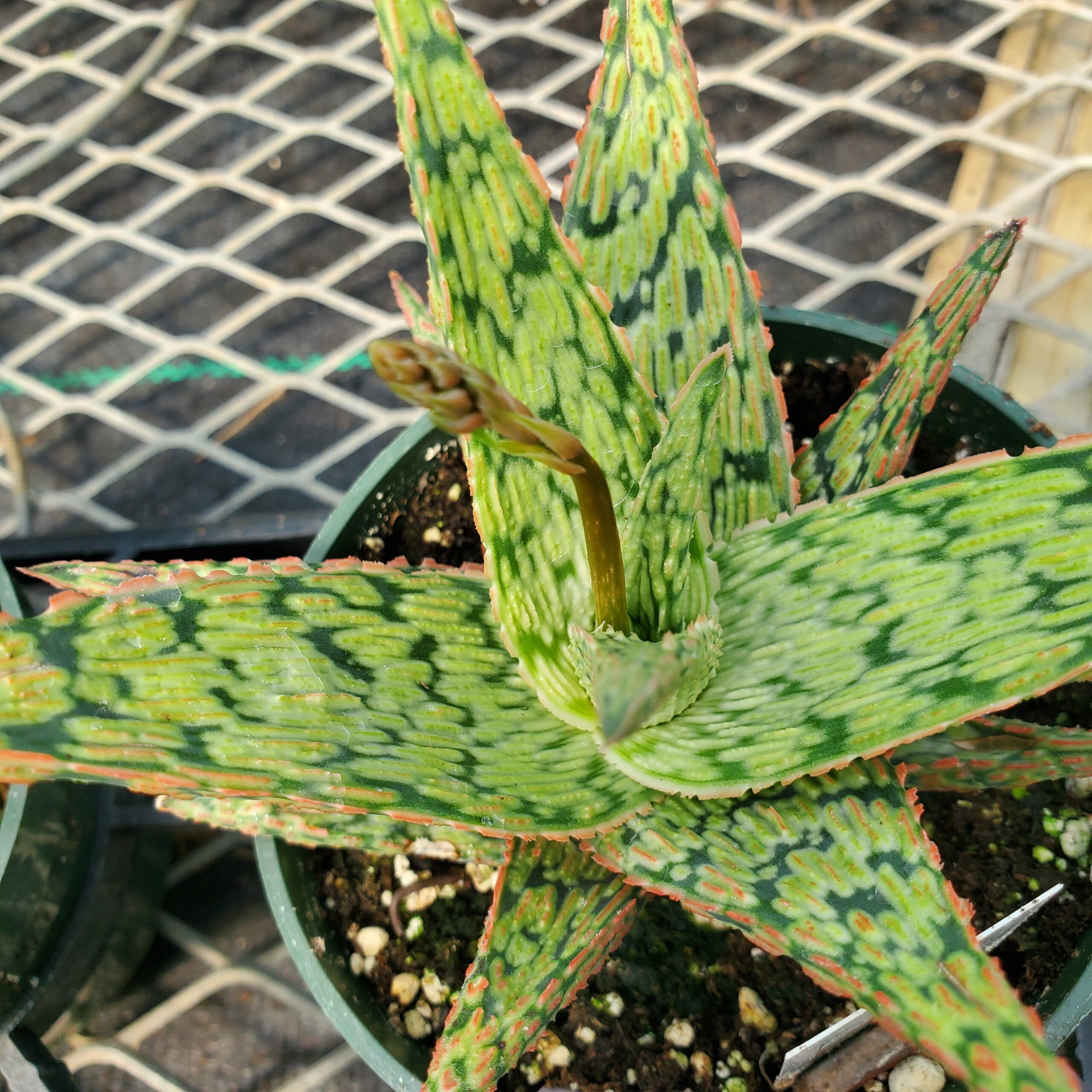 Pink Blush Aloe - Image 2