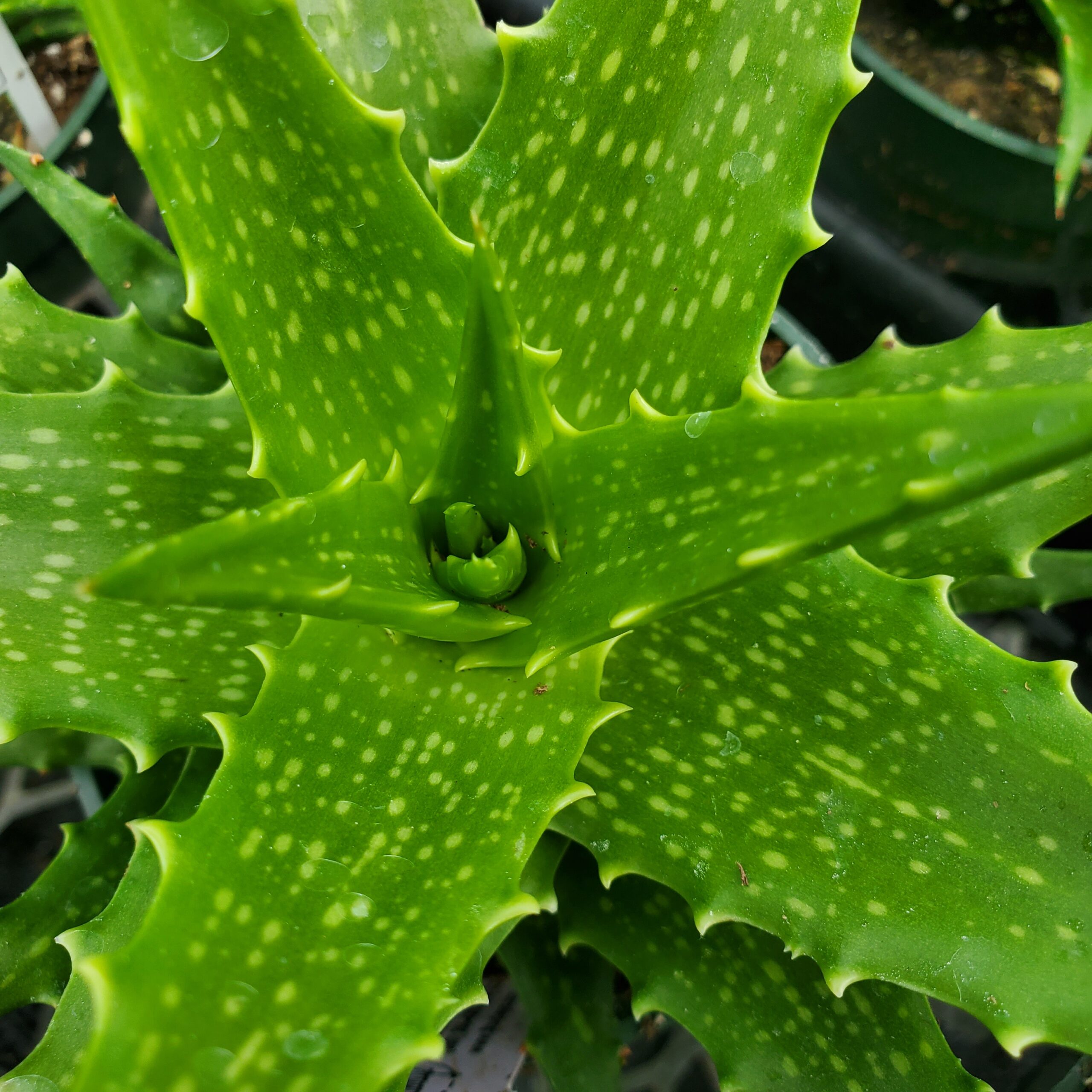Dorothea Aloe, Sunset Aloe - Image 2