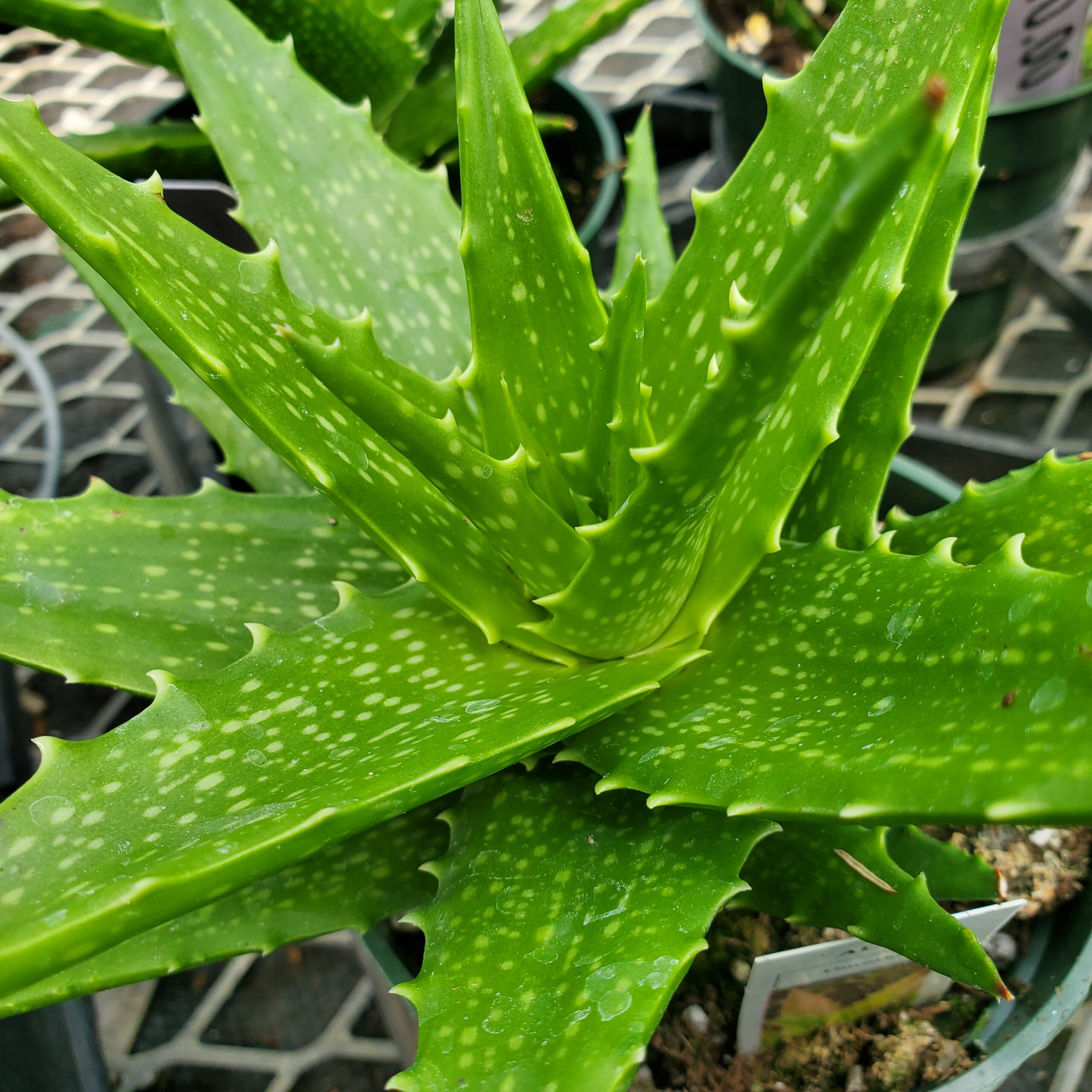 Dorothea Aloe, Sunset Aloe - Image 3