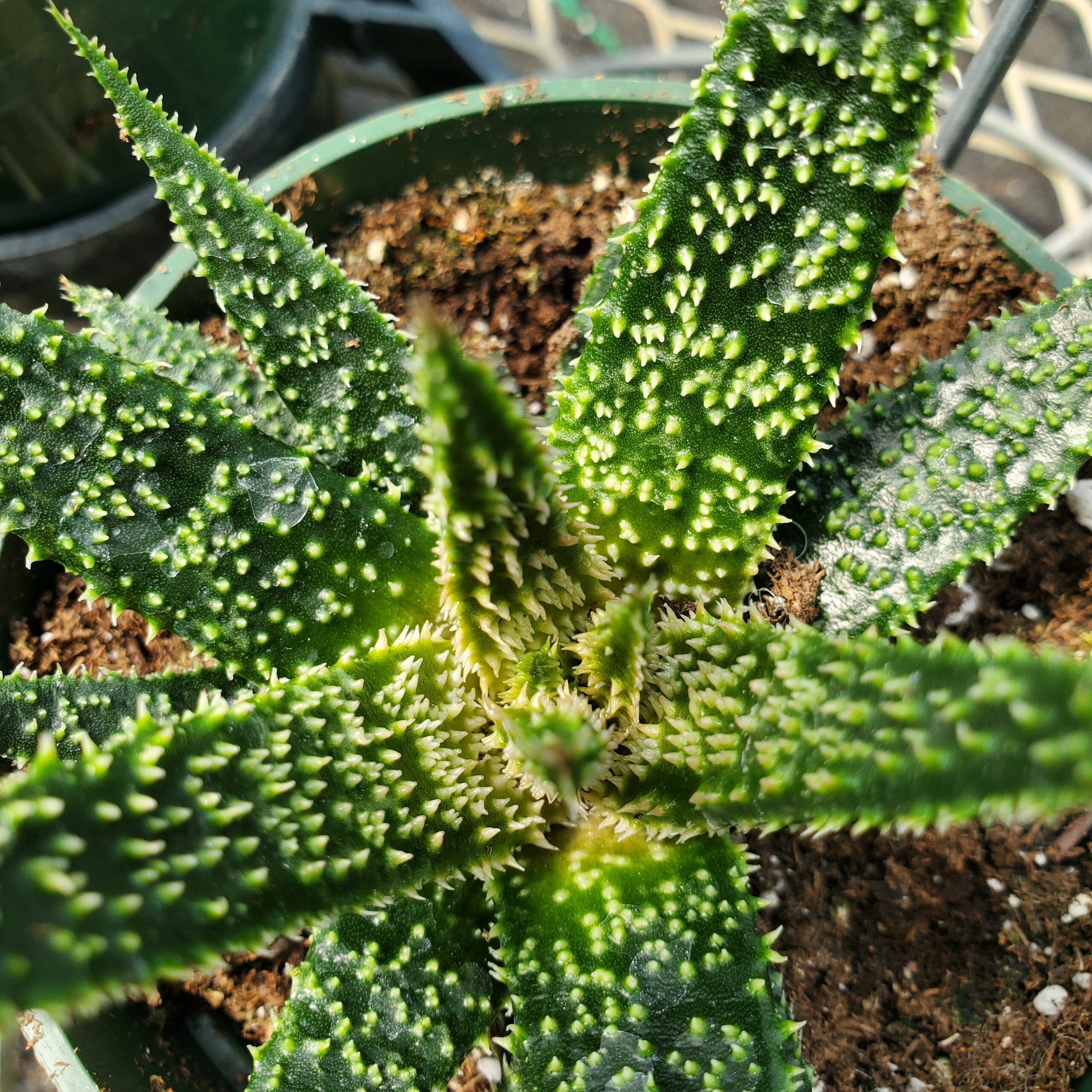 Twilight Aloe - Image 3