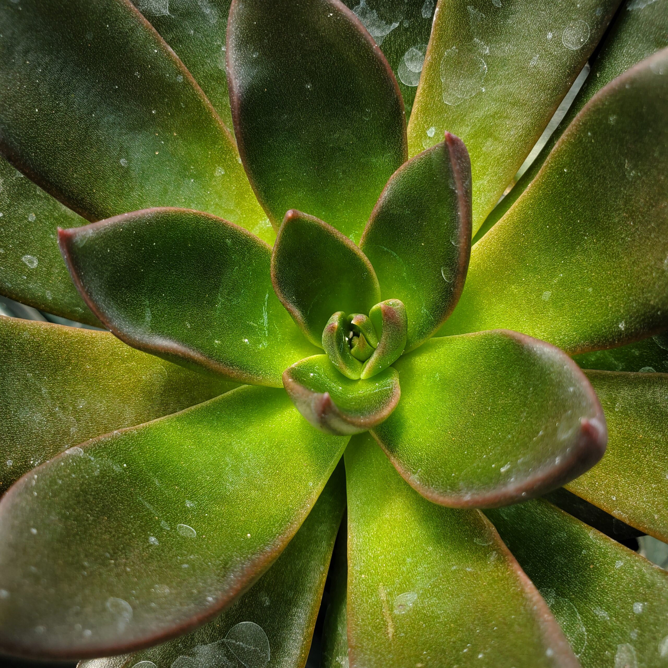 Black Flash Echeveria - Image 3