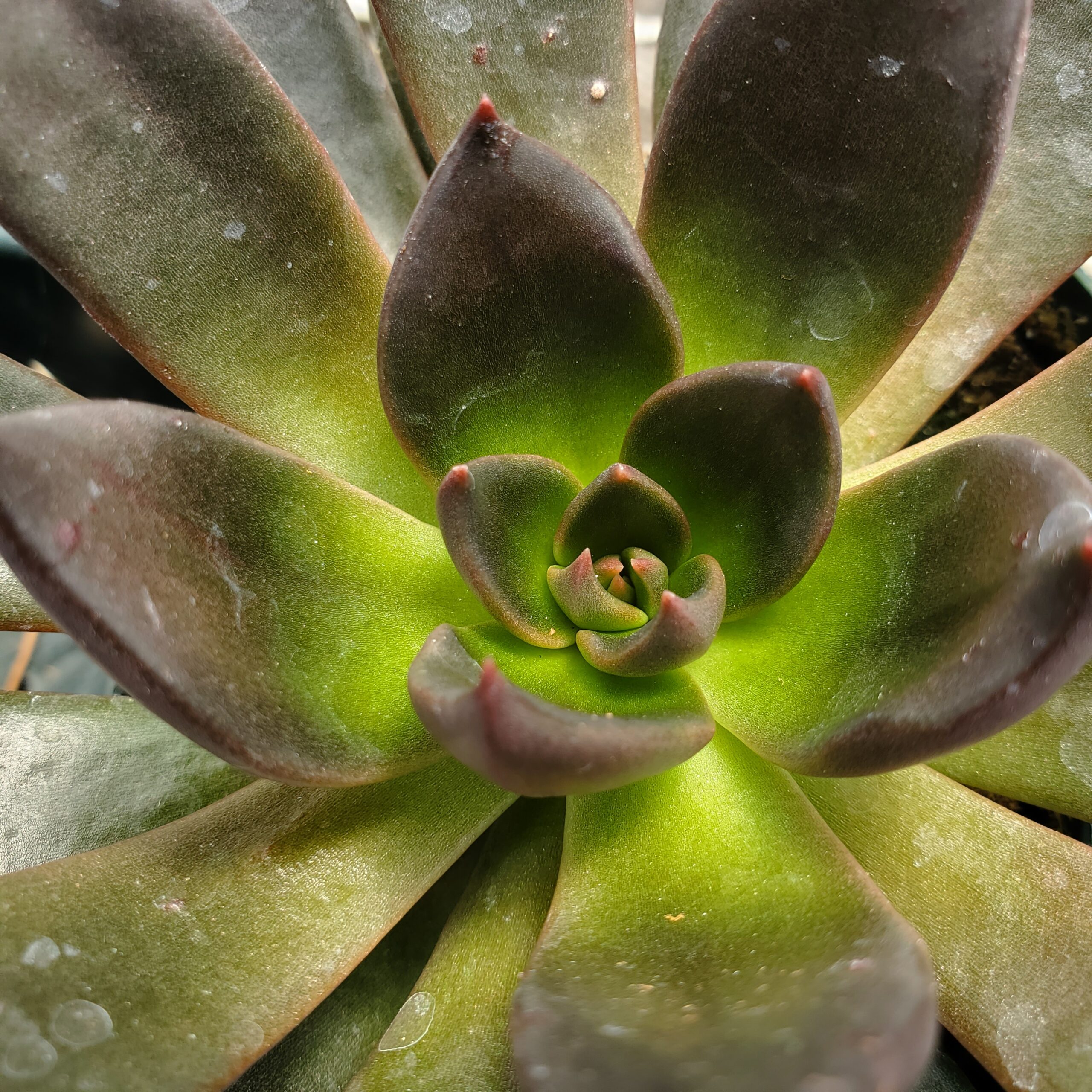 Black Flash Echeveria - Image 2