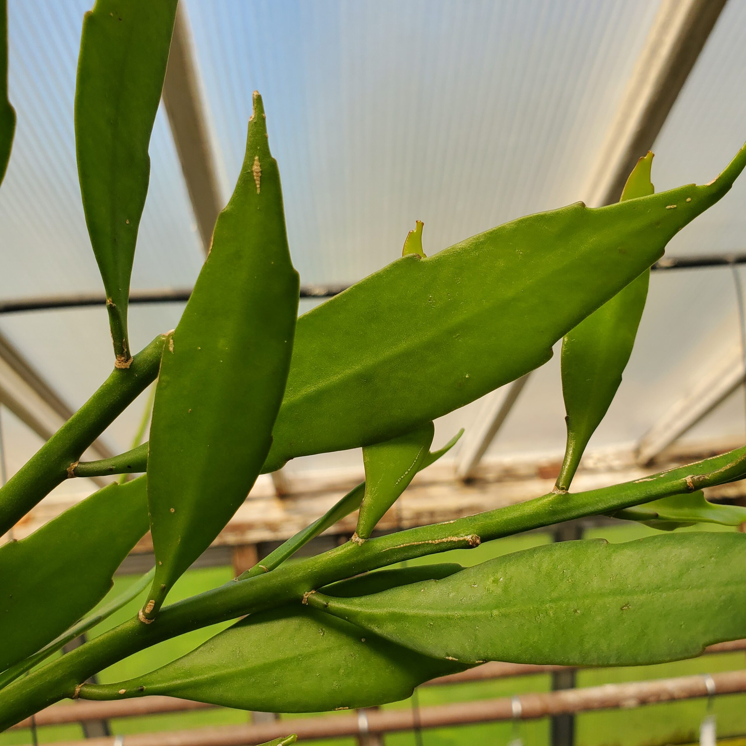 White Orchid Cactus - Image 3