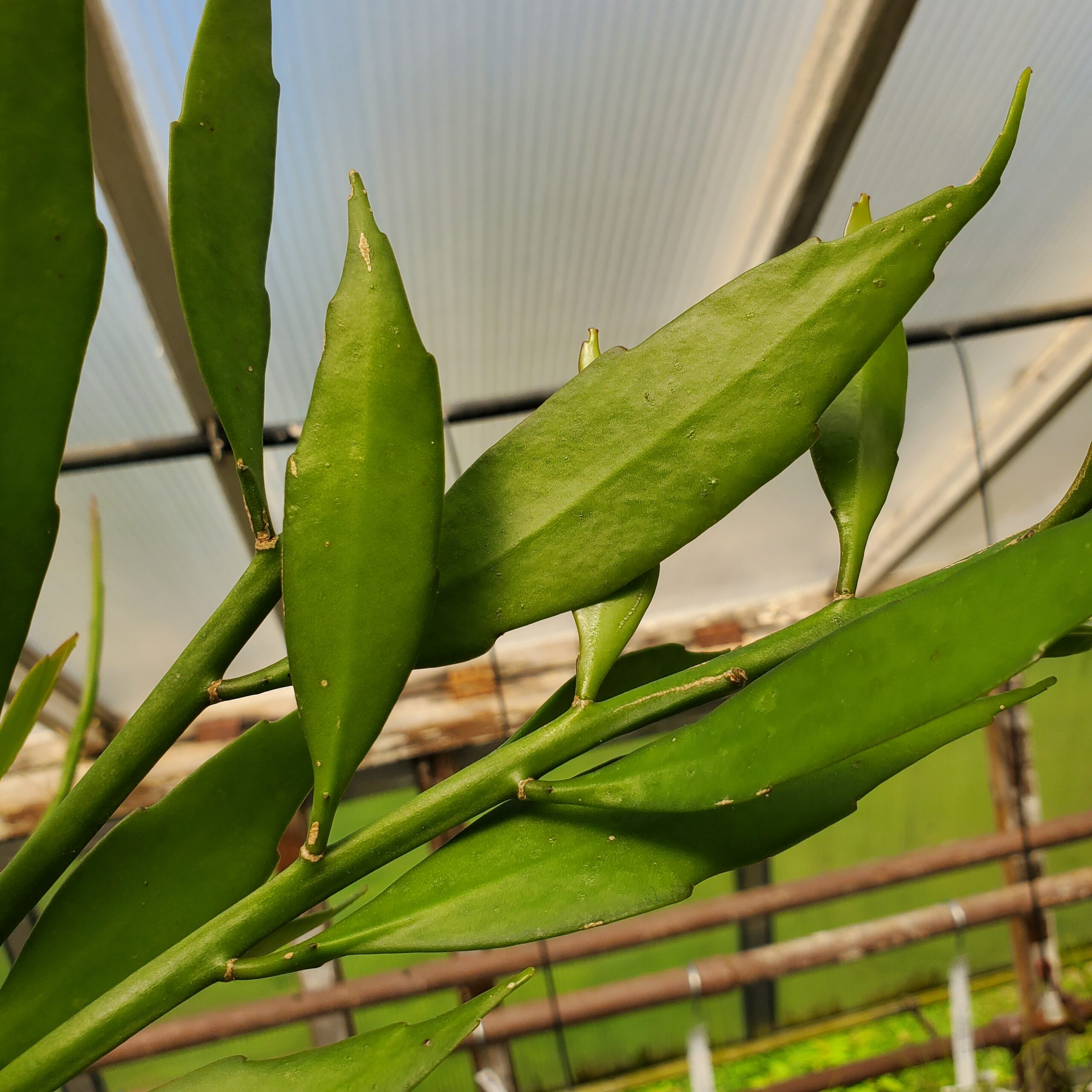 White Orchid Cactus - Image 2