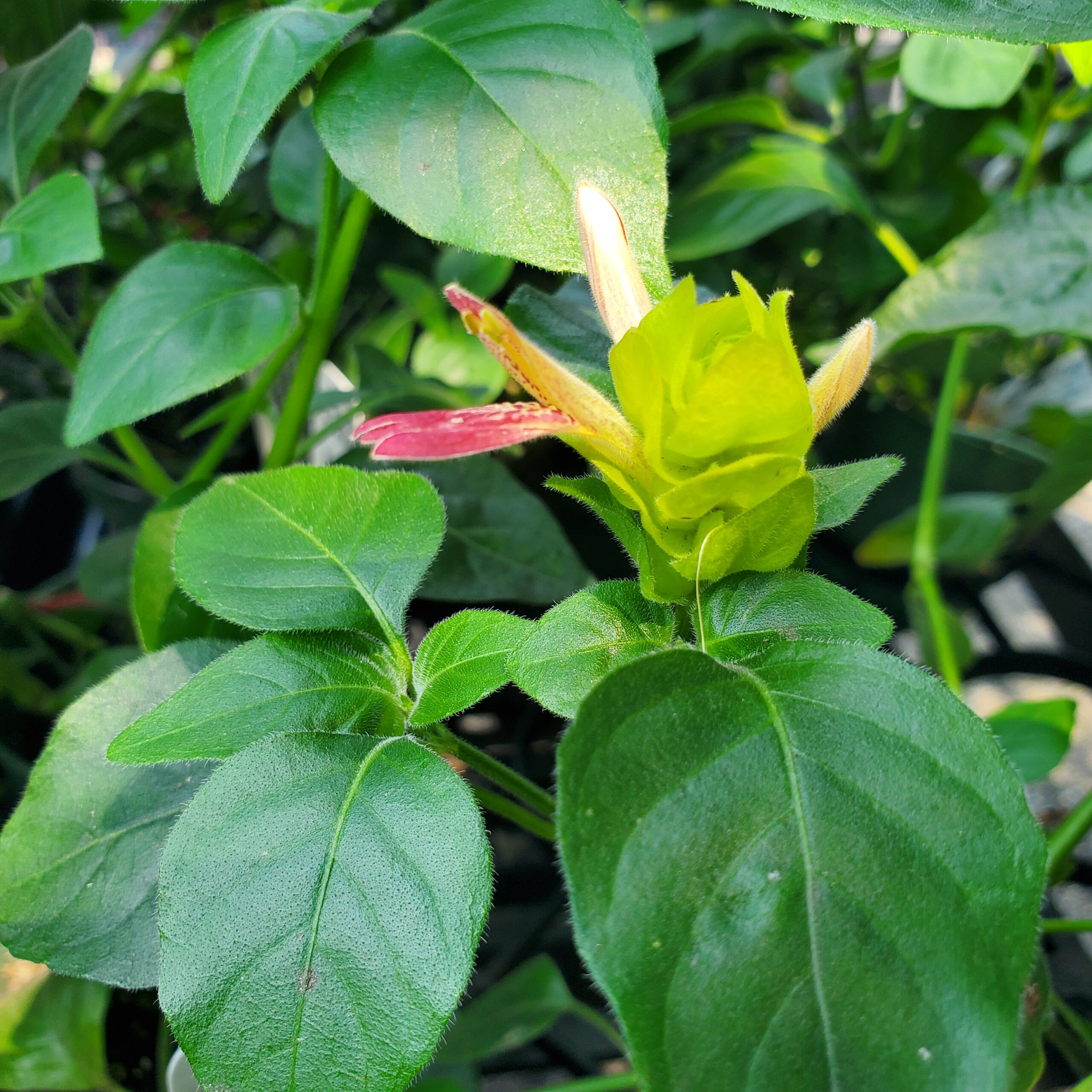 Fruit Cocktail Shrimp Plant - Image 3
