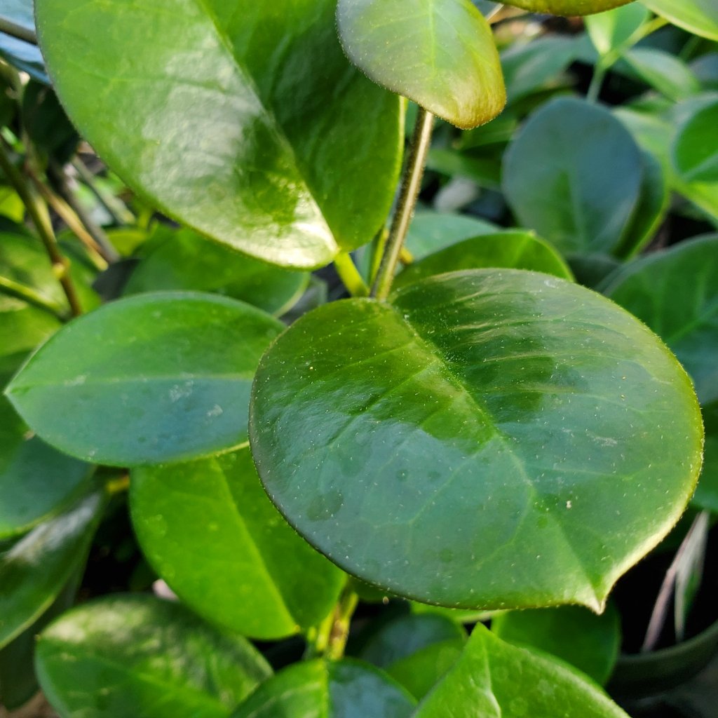 Hoya australis - Image 3