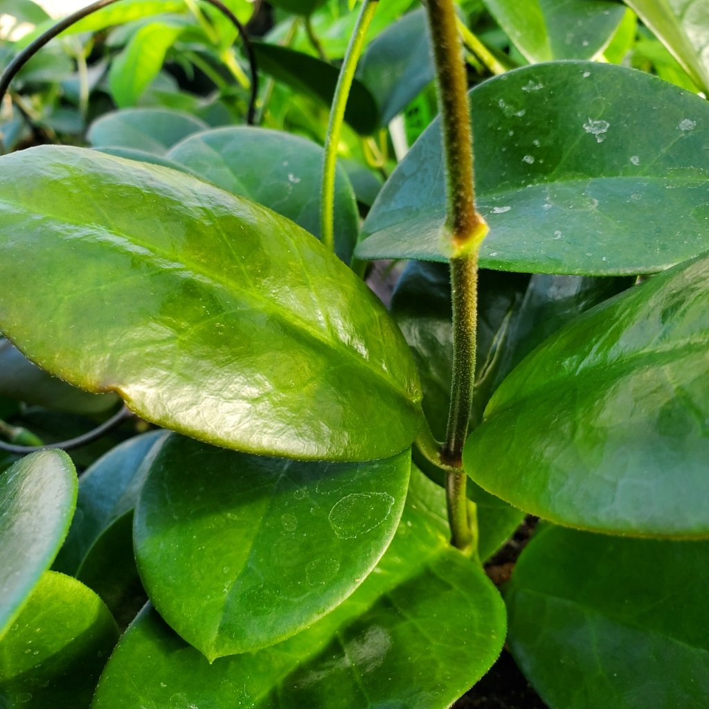 Hoya australis - Image 2