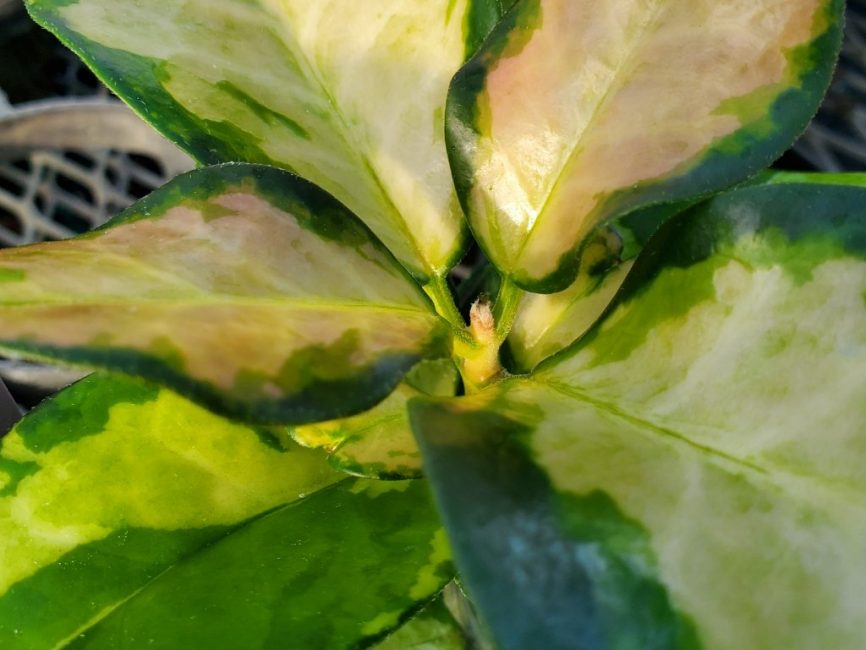 Hoya australis 'Lisa'
