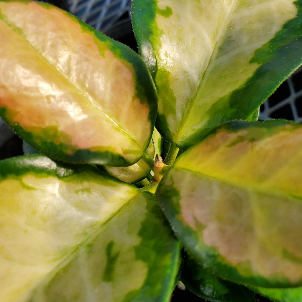 Hoya australis 'Lisa' - Image 3