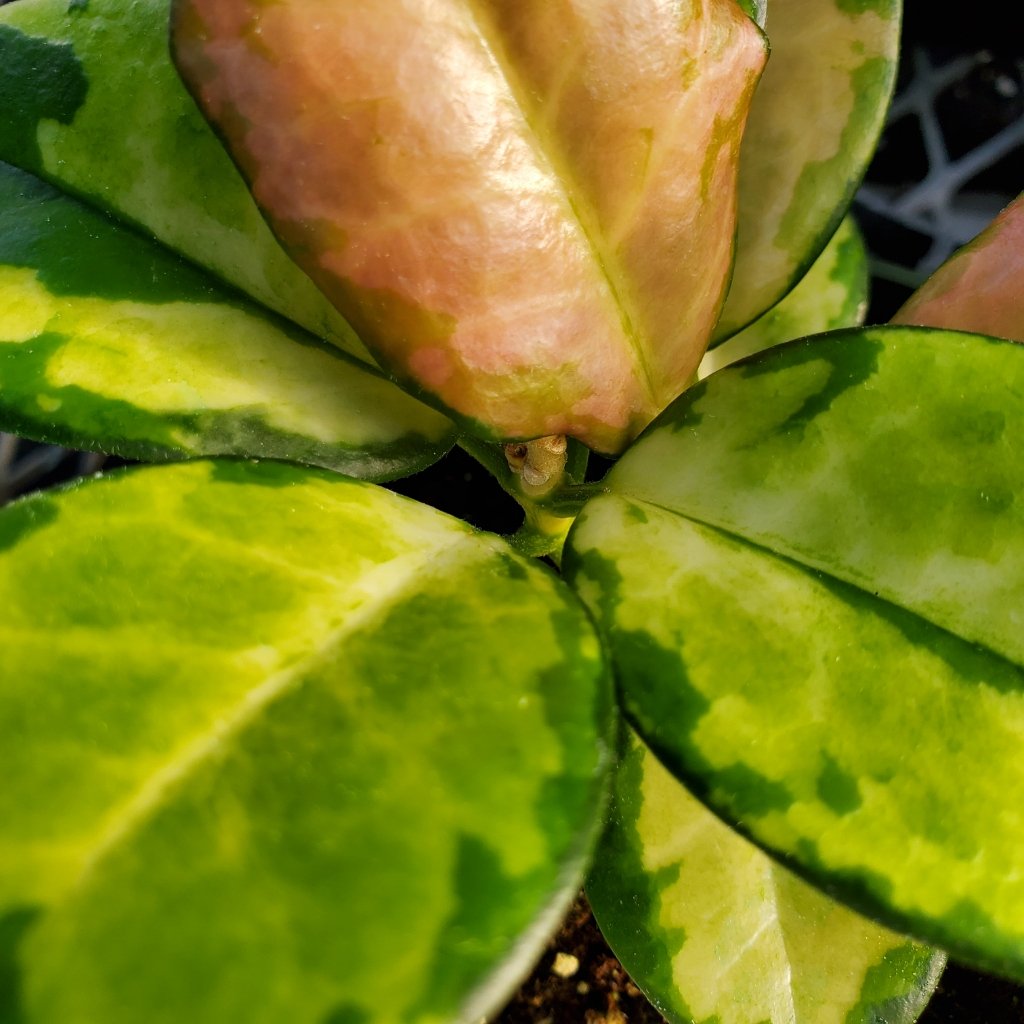Hoya australis 'Lisa' - Image 2