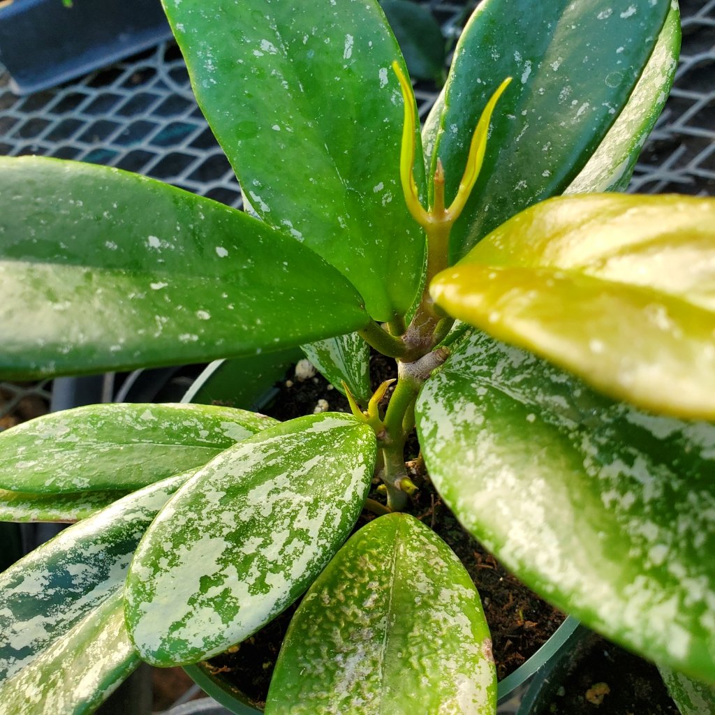 Hoya pubicalyx 'Speckled' - Image 3