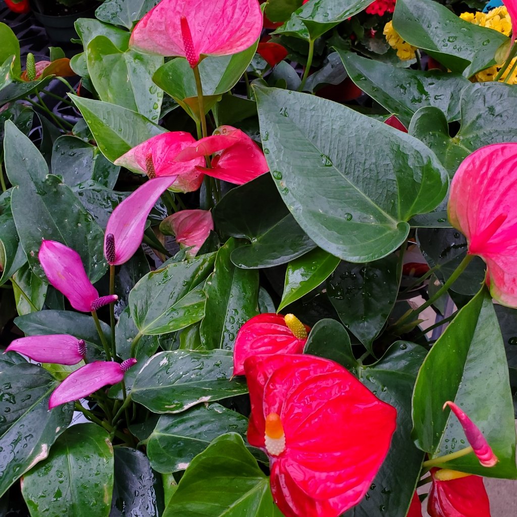 Anthurium 'Flamingo Flower' - Image 2