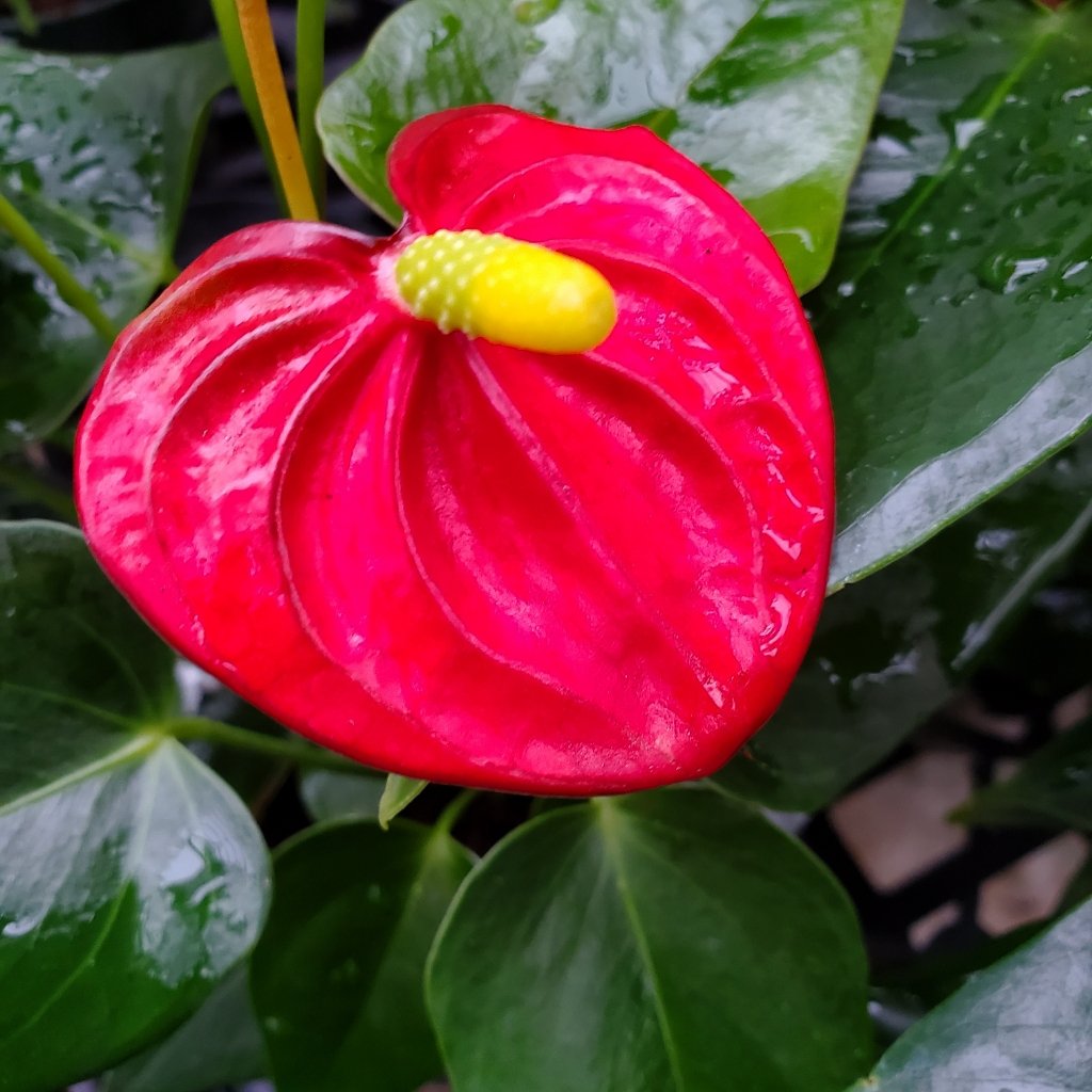 Anthurium 'Flamingo Flower' - Image 4