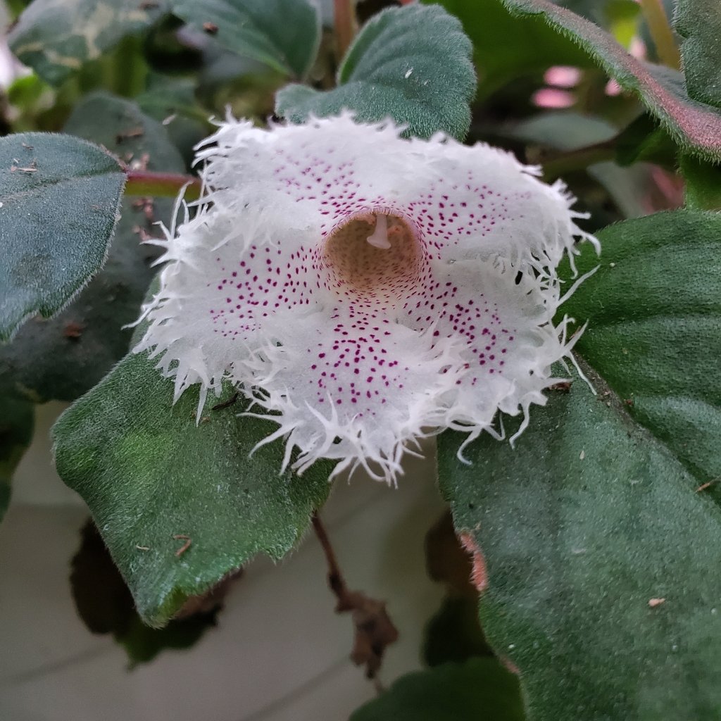 Lace Flower - Image 2