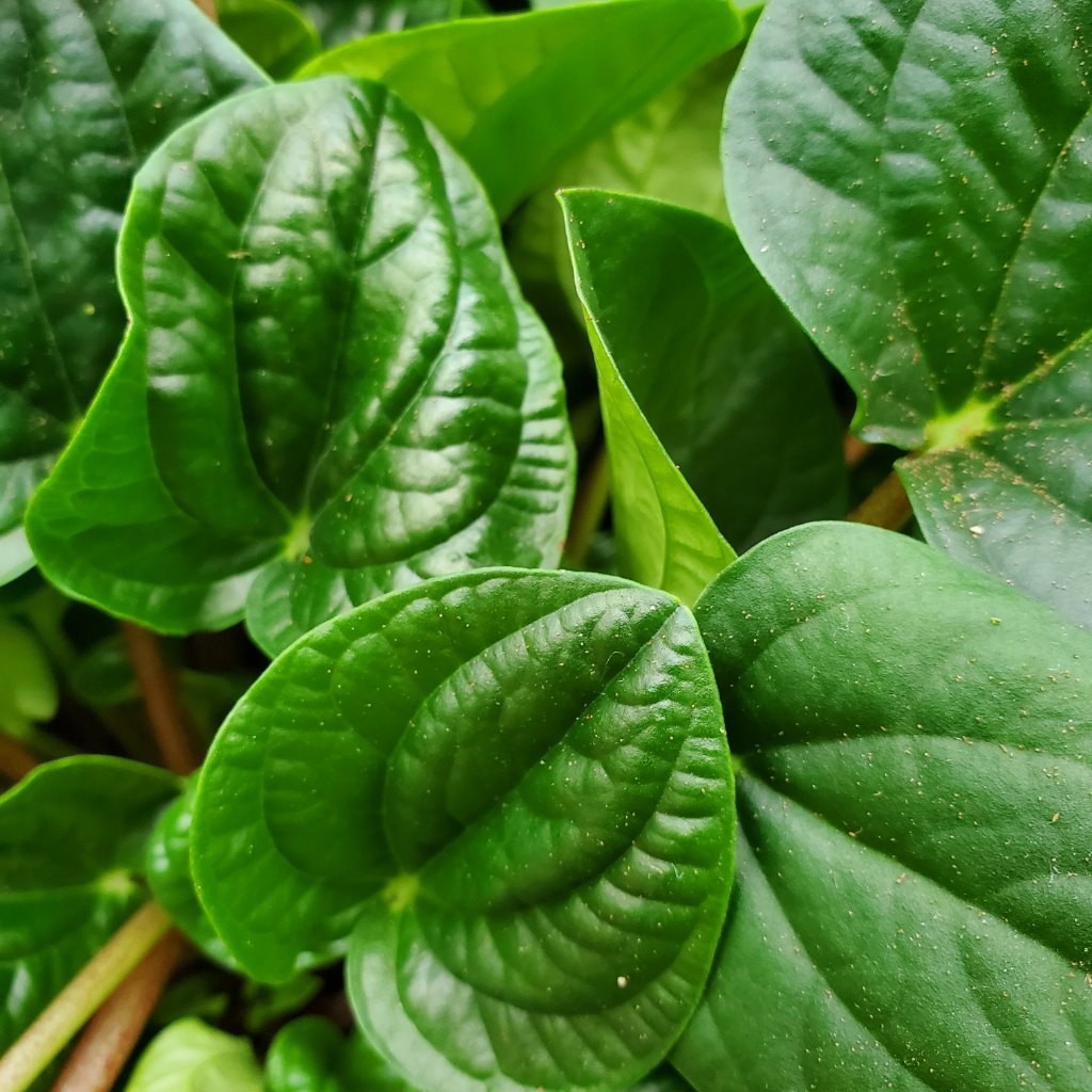 Rana Verde Peperomia - Image 2