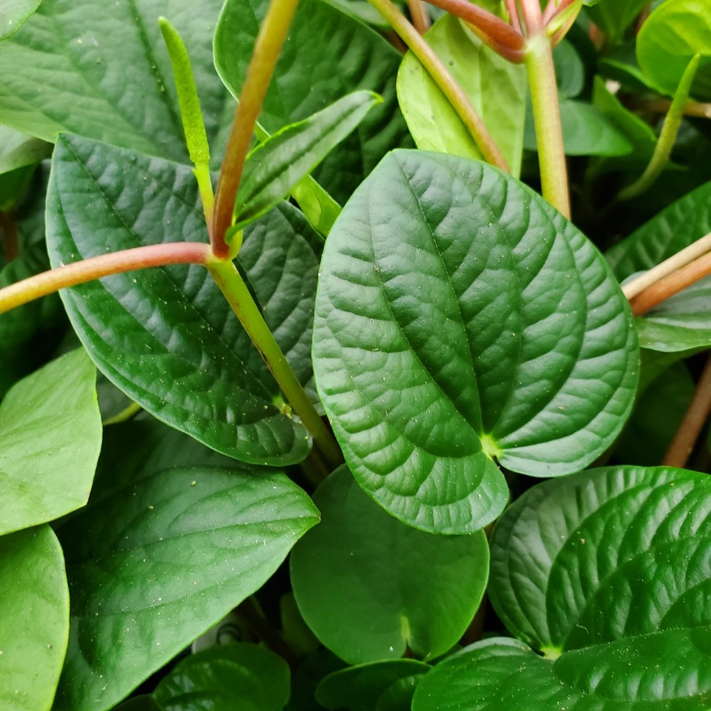 Rana Verde Peperomia - Image 3