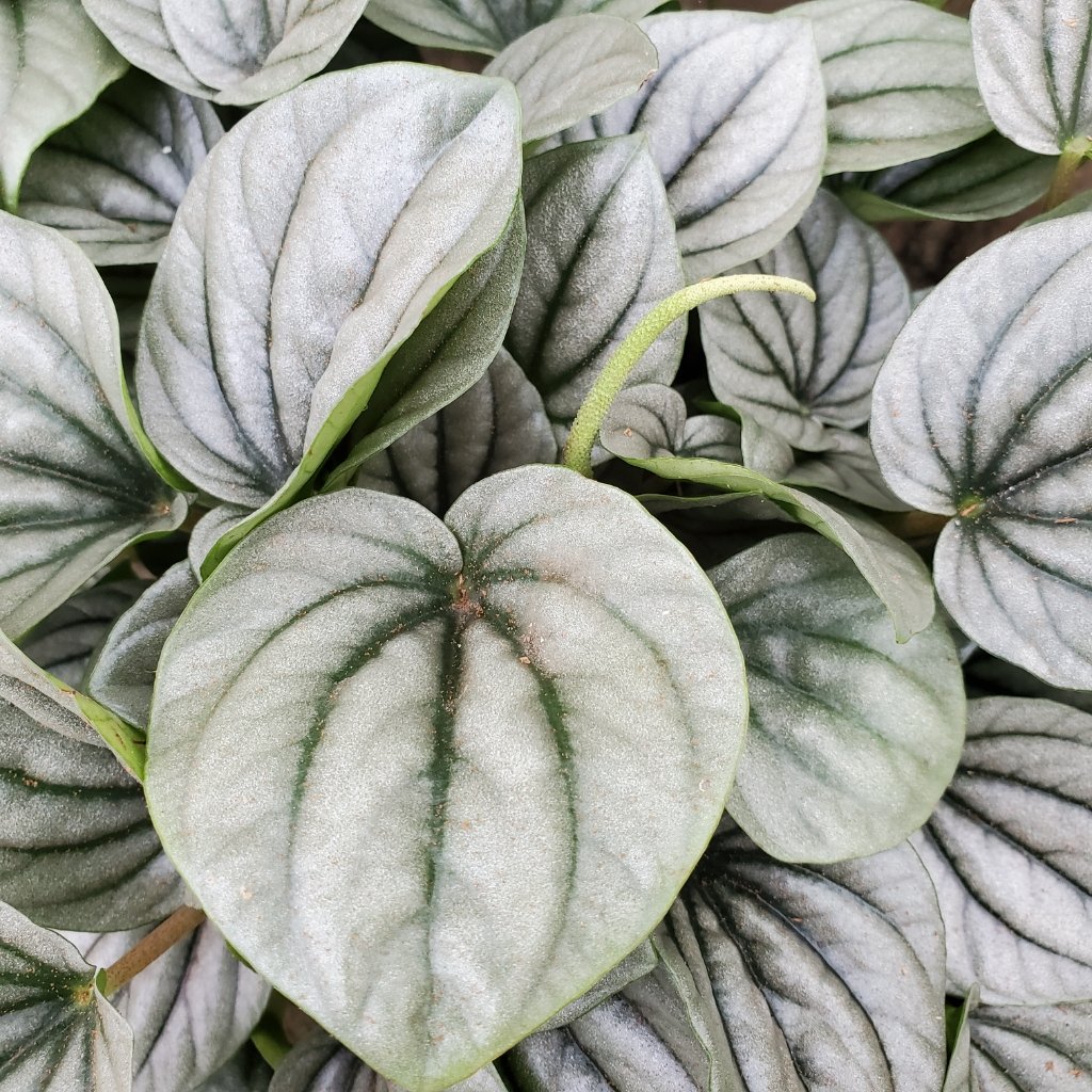 Frost Peperomia - Image 3