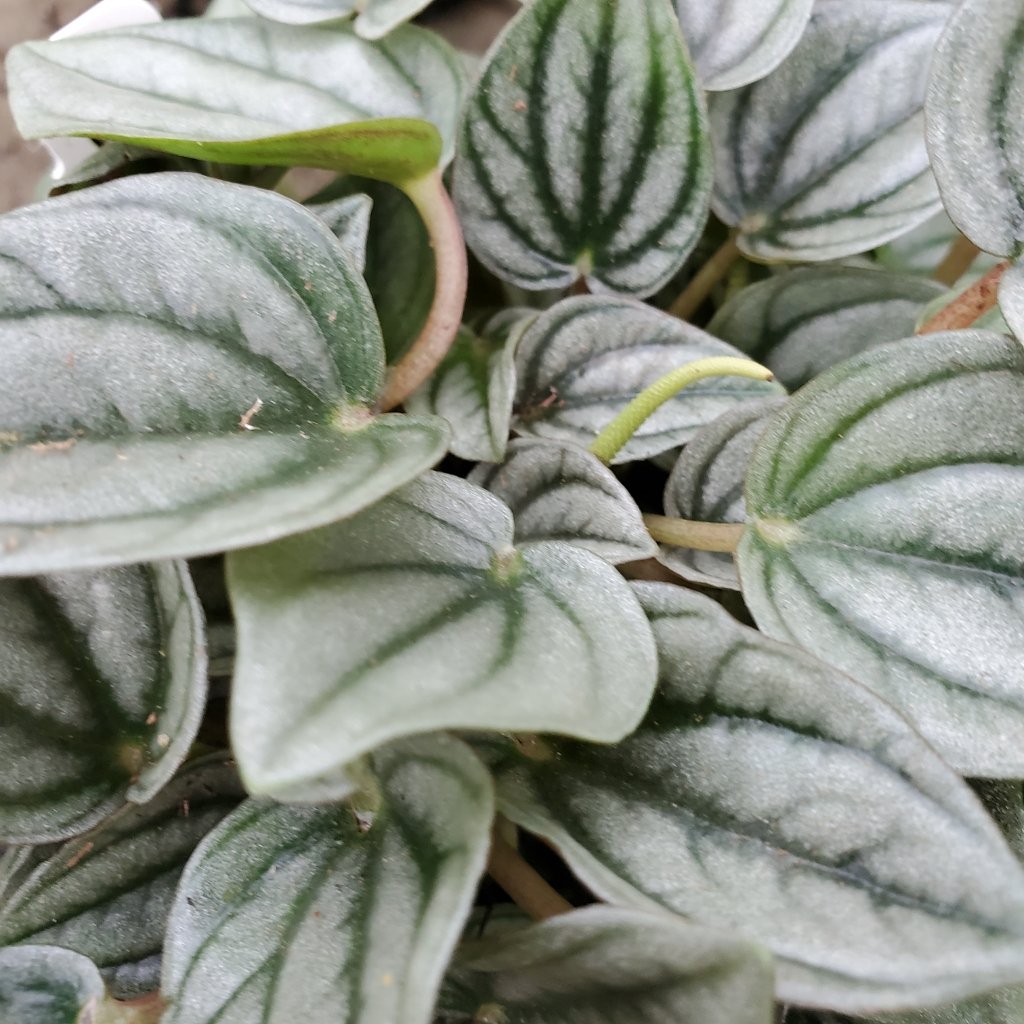 Frost Peperomia - Image 2