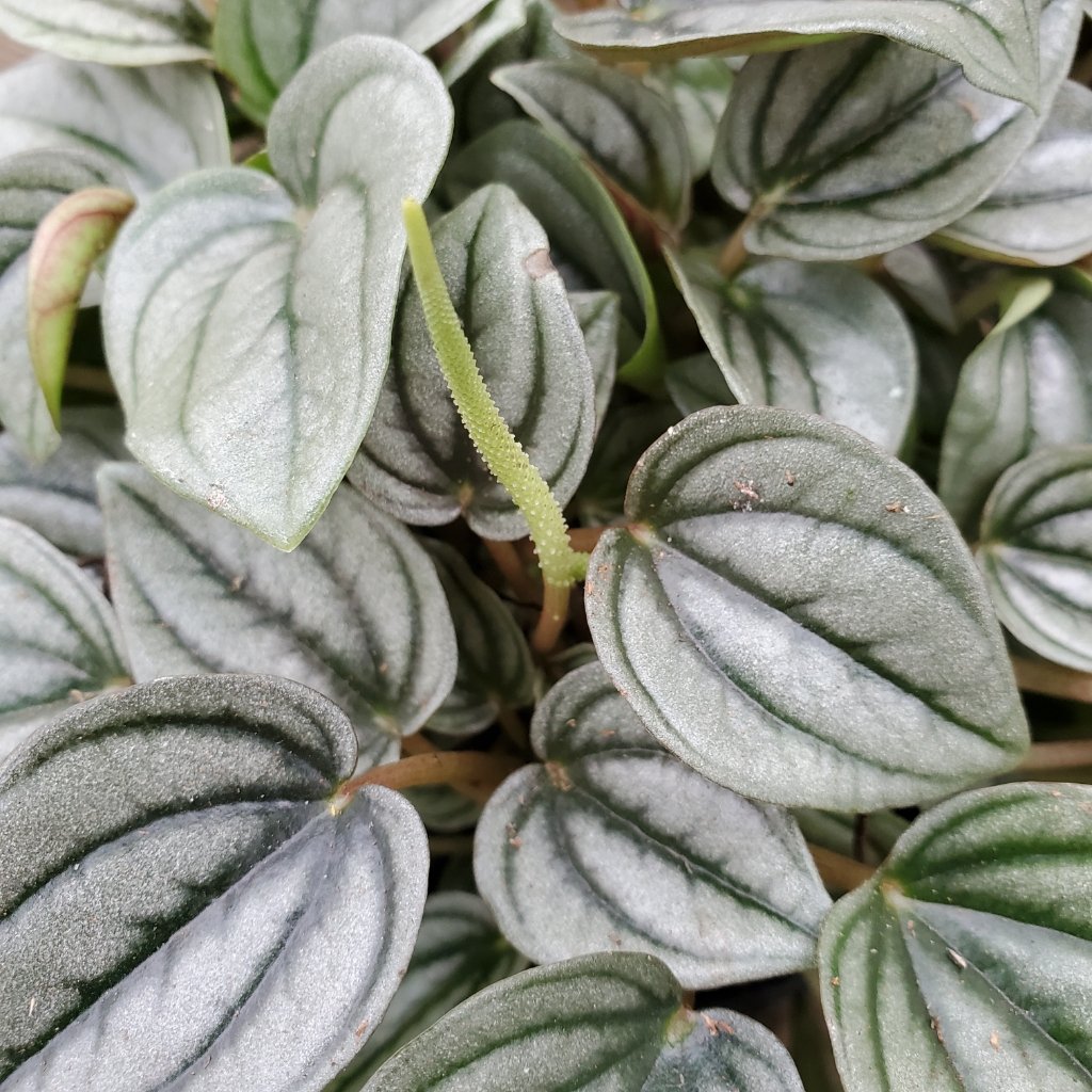 Napoli Nights Peperomia - Image 3