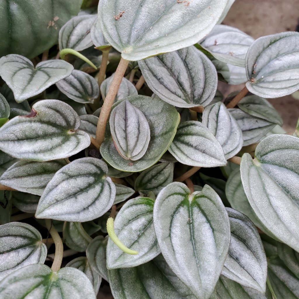 Napoli Nights Peperomia - Image 2