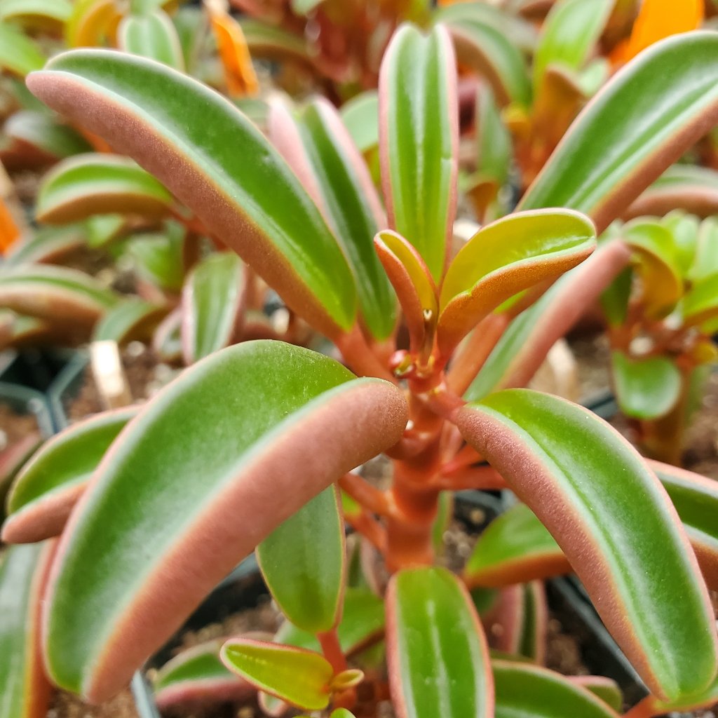 Ruby Glow Peperomia - Image 2