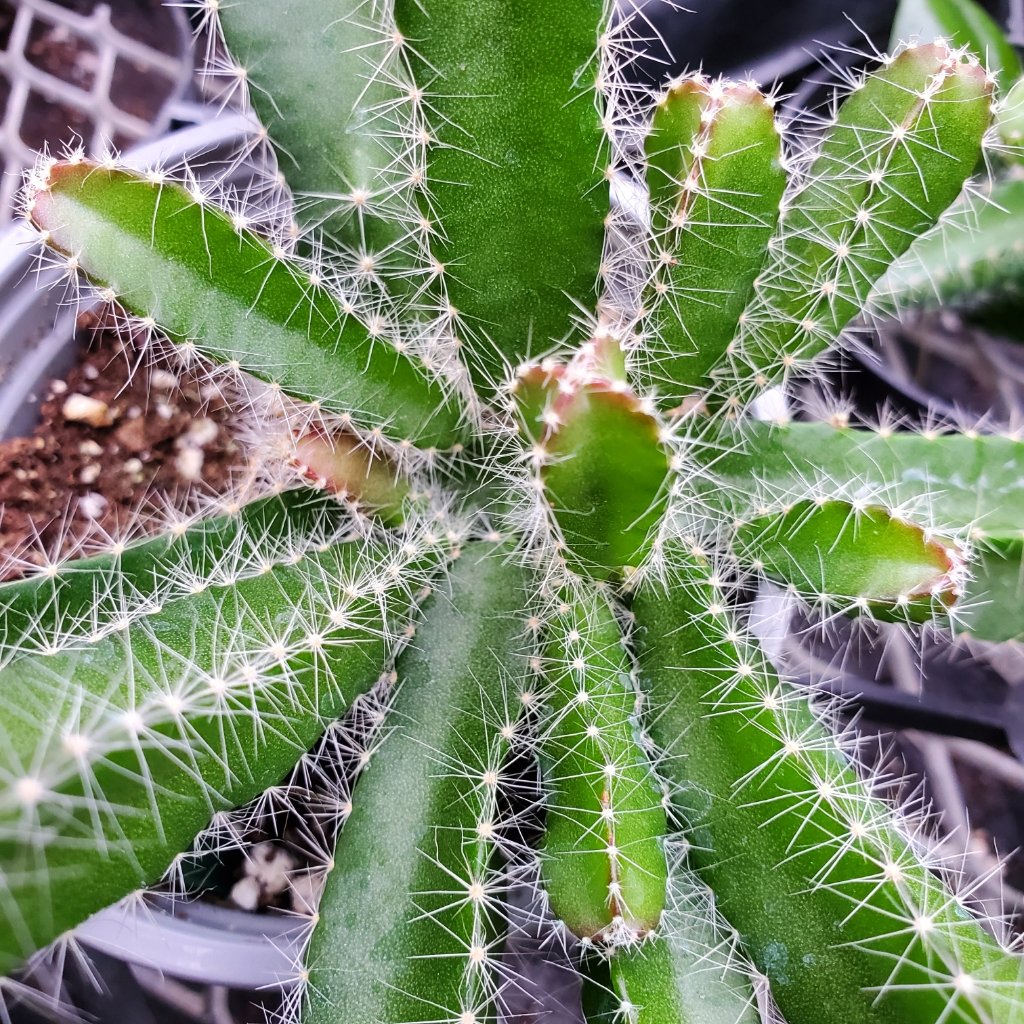 Dragon Fruit Cactus - Image 3